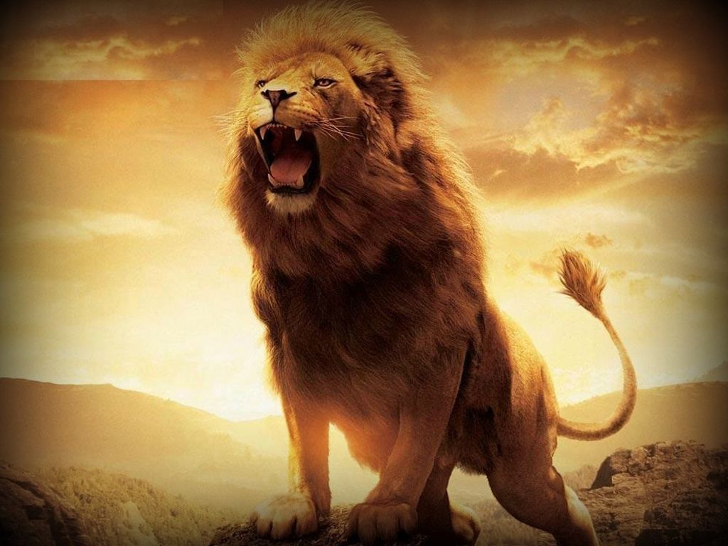 Cool Lion Wallpapers