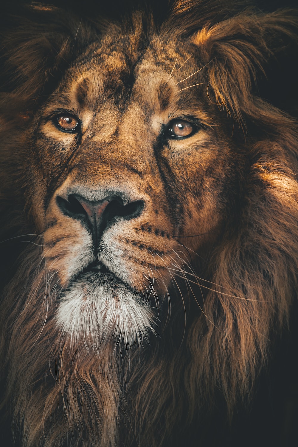 Cool Lion Wallpapers