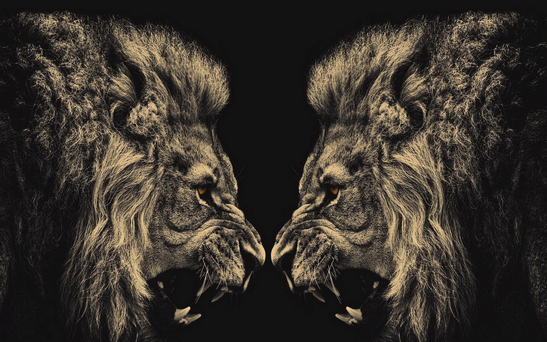 Cool Lion Wallpapers