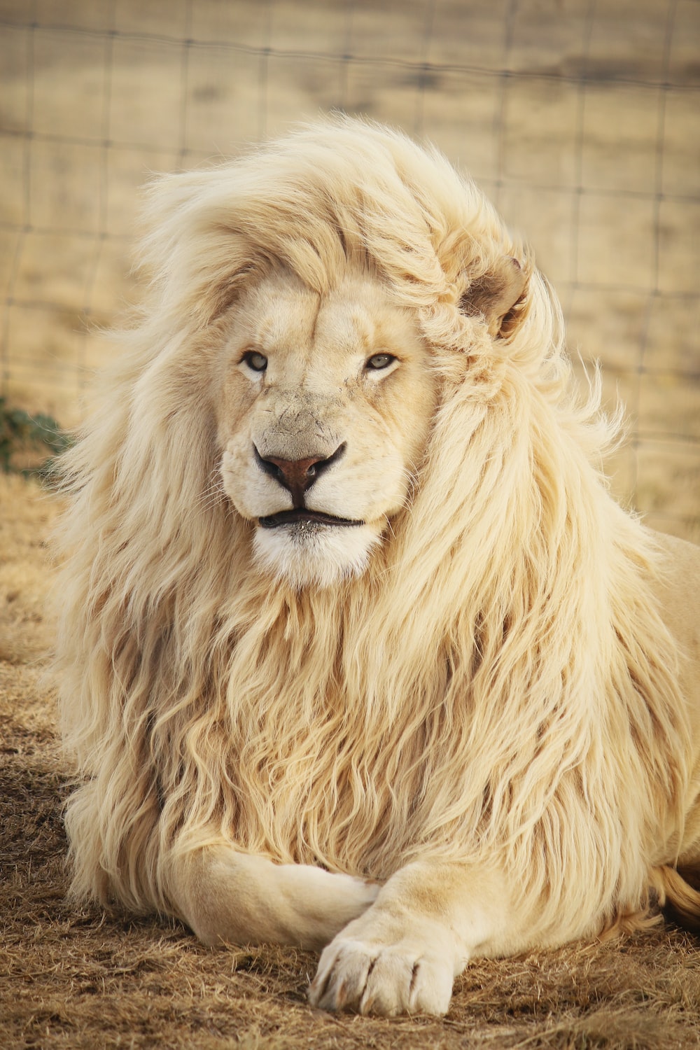 Cool LionWallpapers