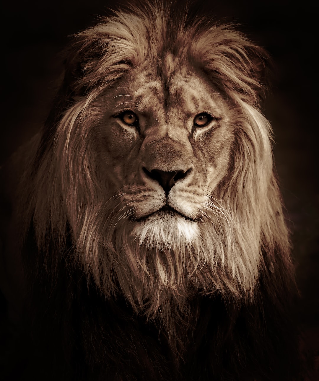 Cool LionWallpapers