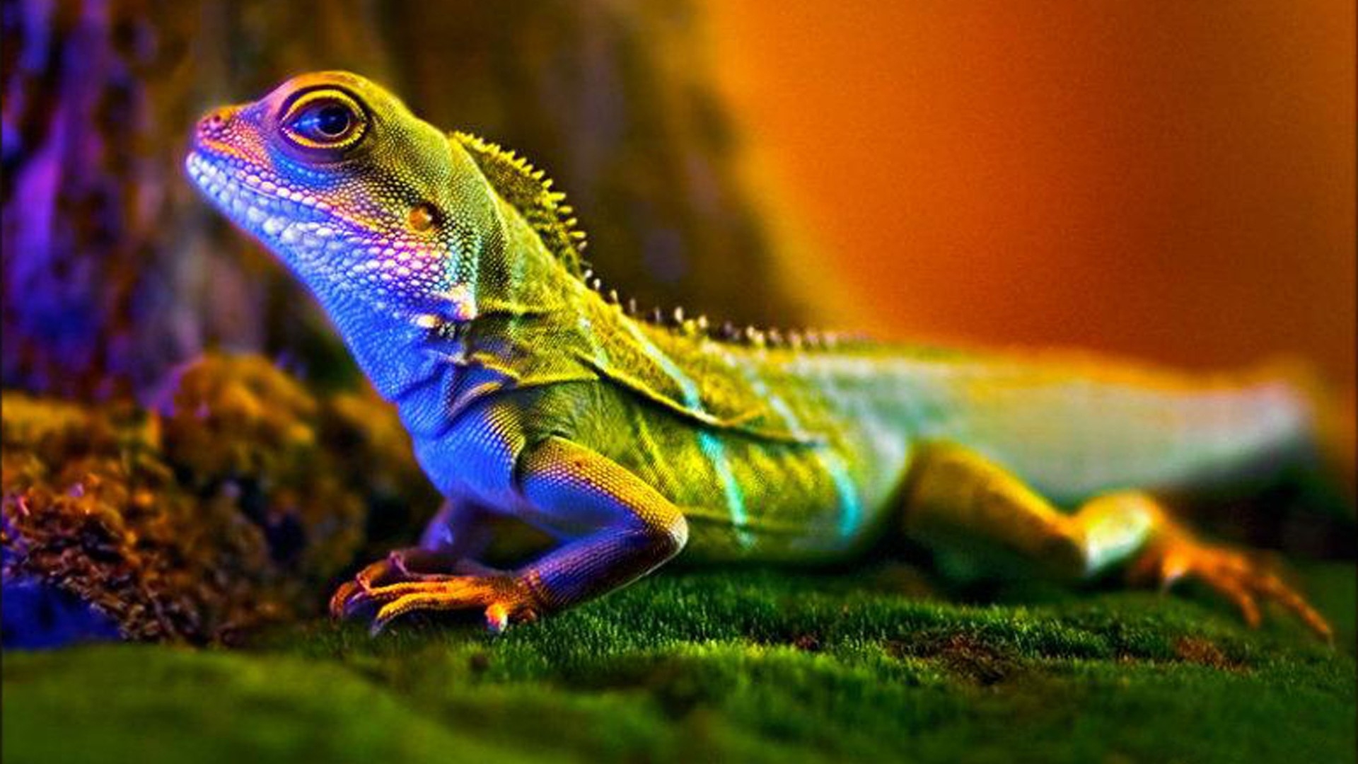 Cool Lizard Wallpapers