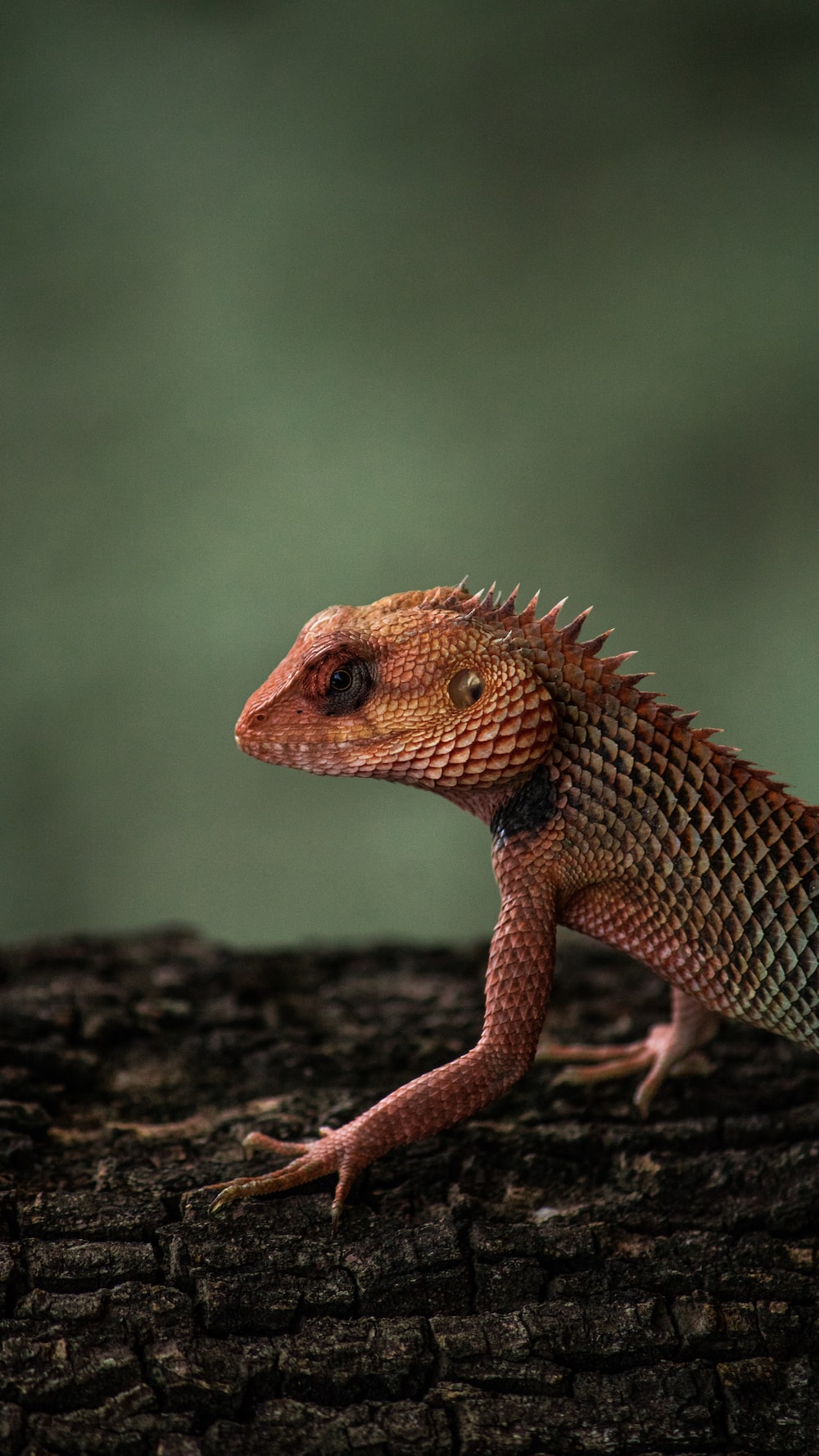 Cool Lizard Wallpapers