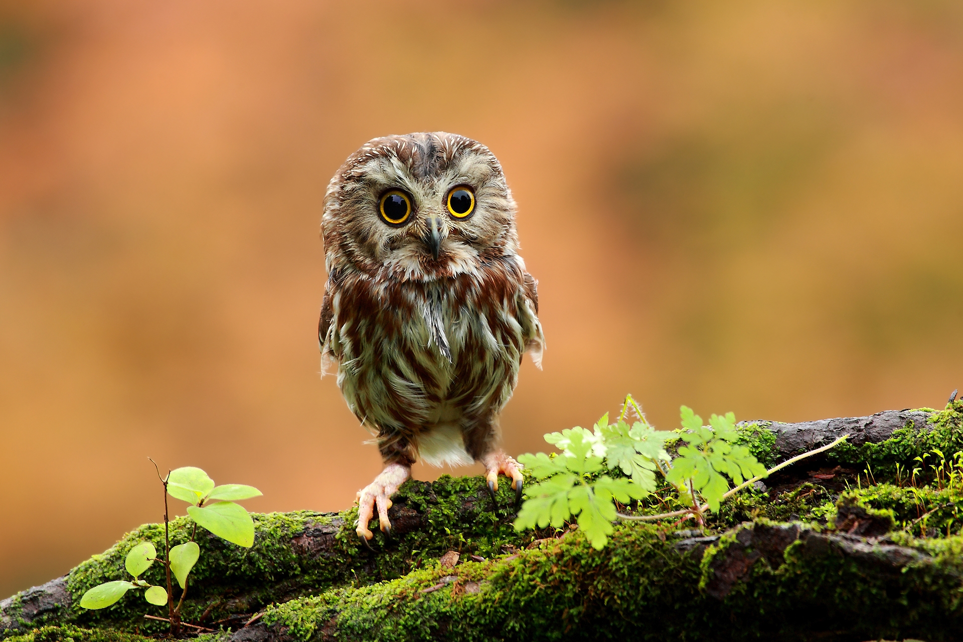 Cool Owl Wallpapers