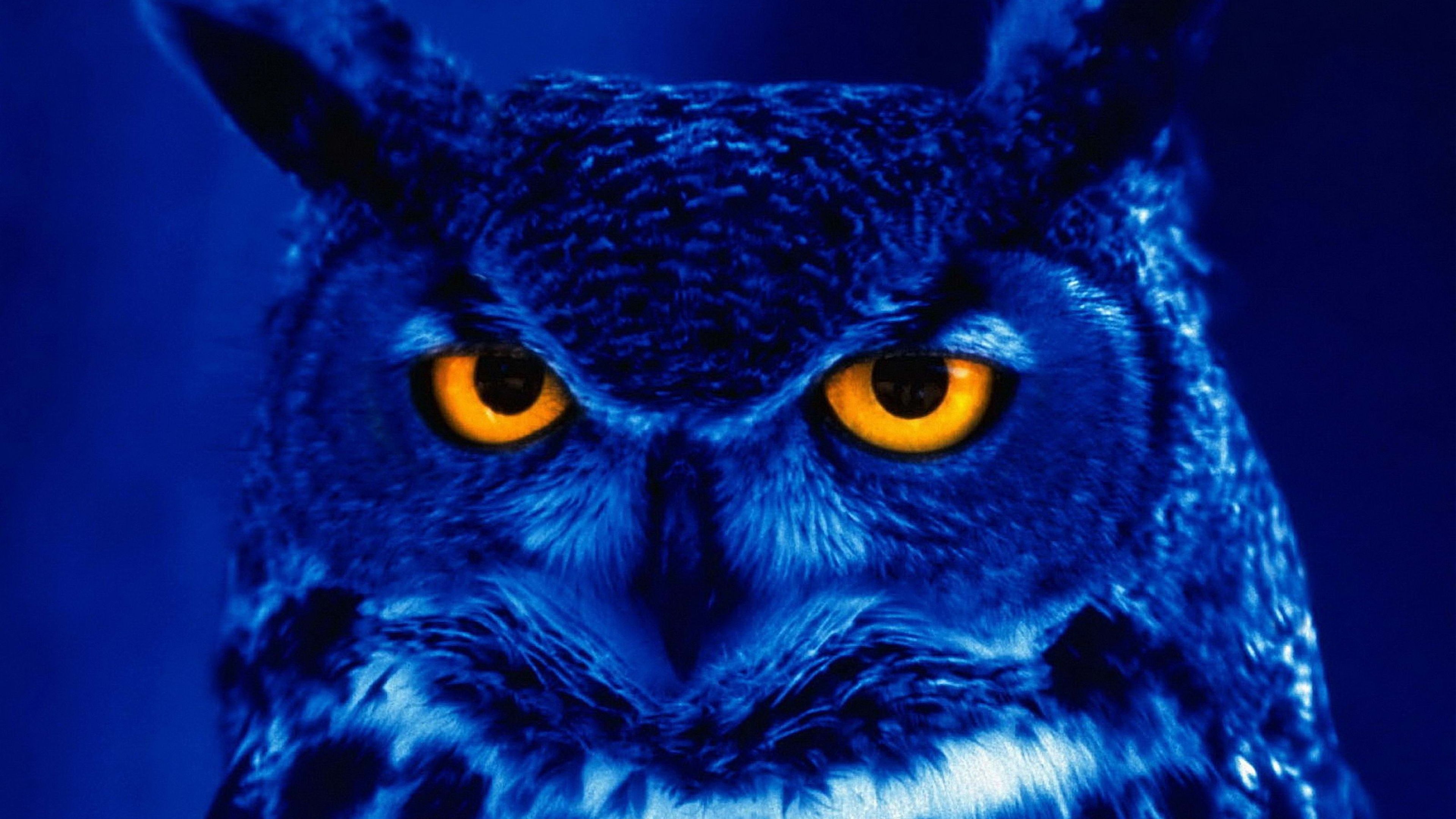 Cool Owl Wallpapers