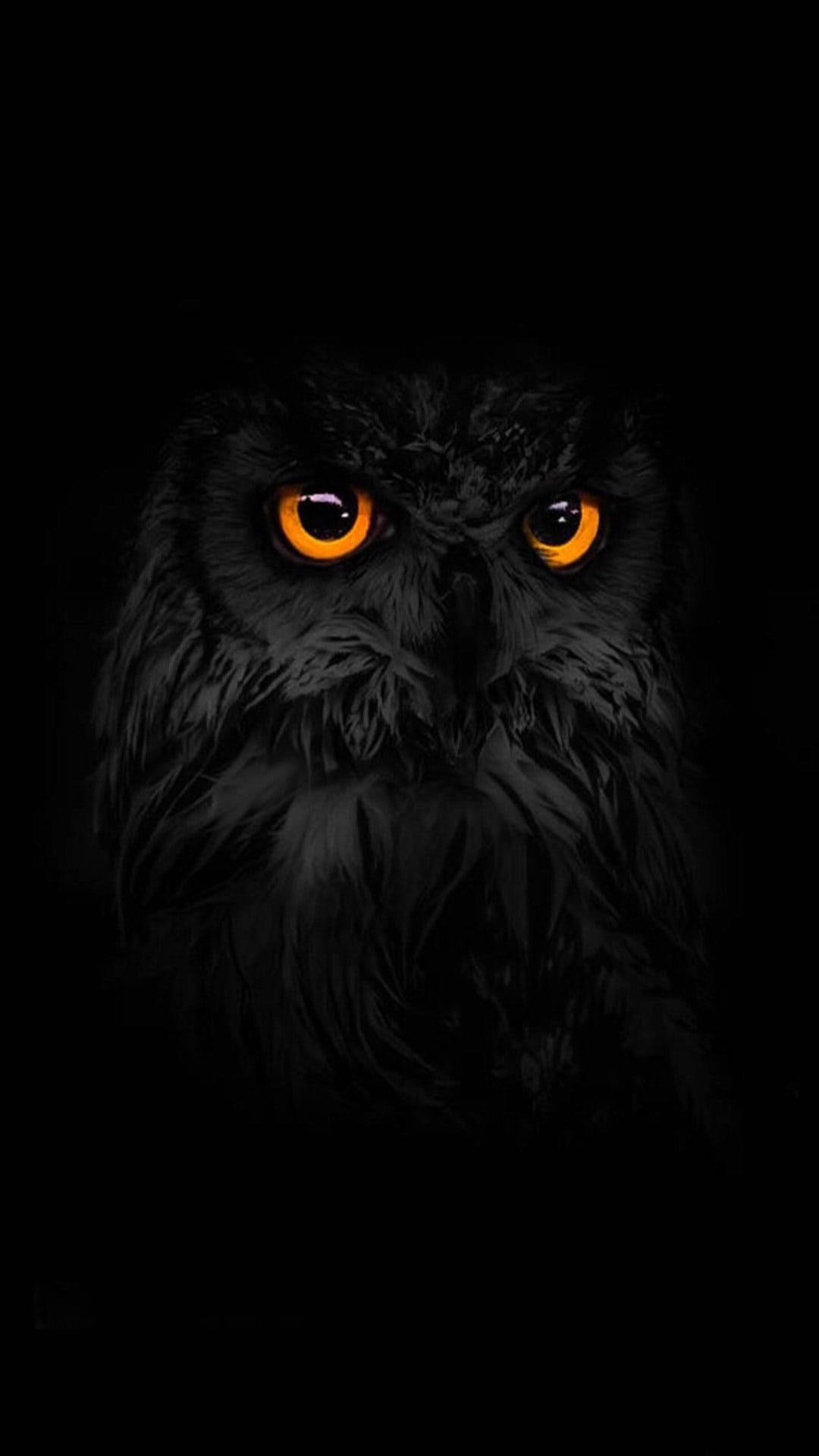 Cool Owl Wallpapers