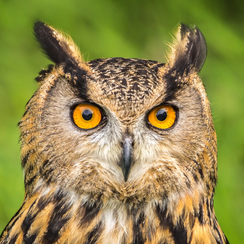 Cool Owl Wallpapers