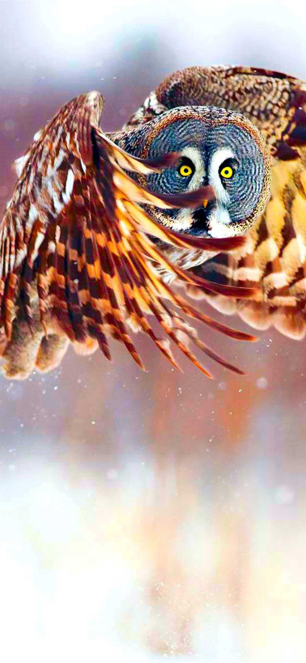 Cool Owl Wallpapers