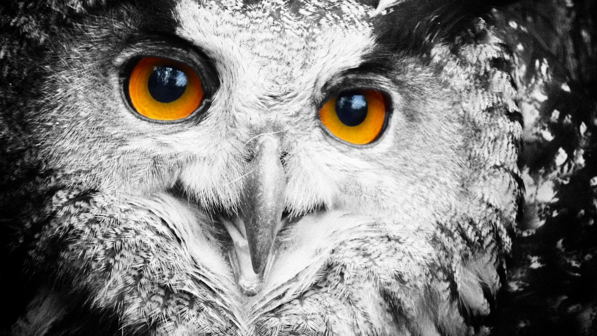 Cool Owl Wallpapers