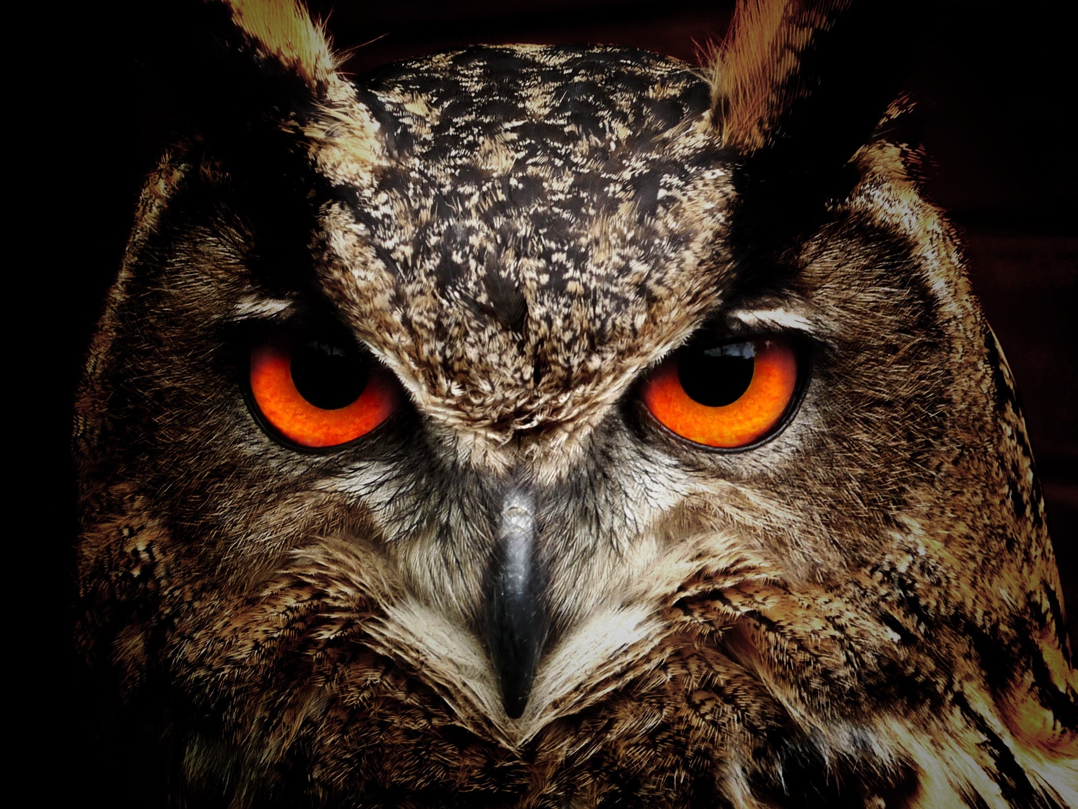 Cool Owl Wallpapers