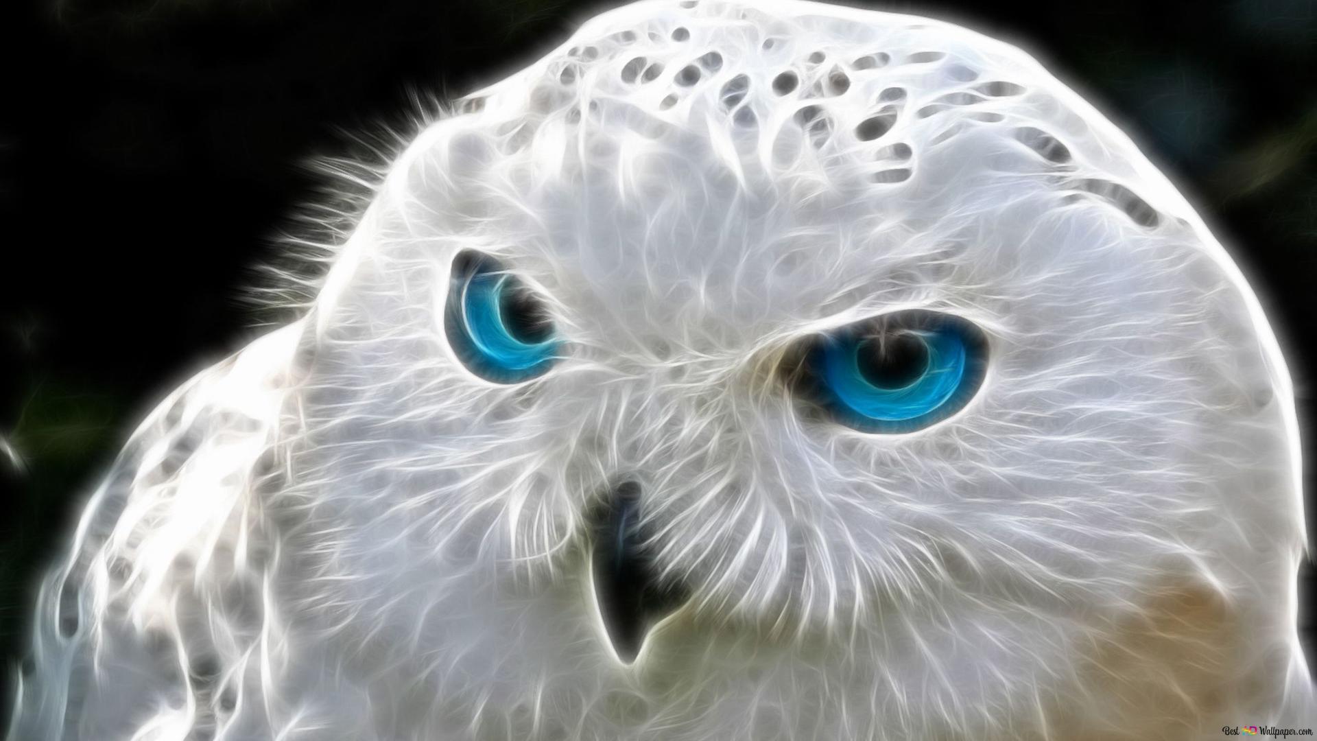 Cool Owl Wallpapers