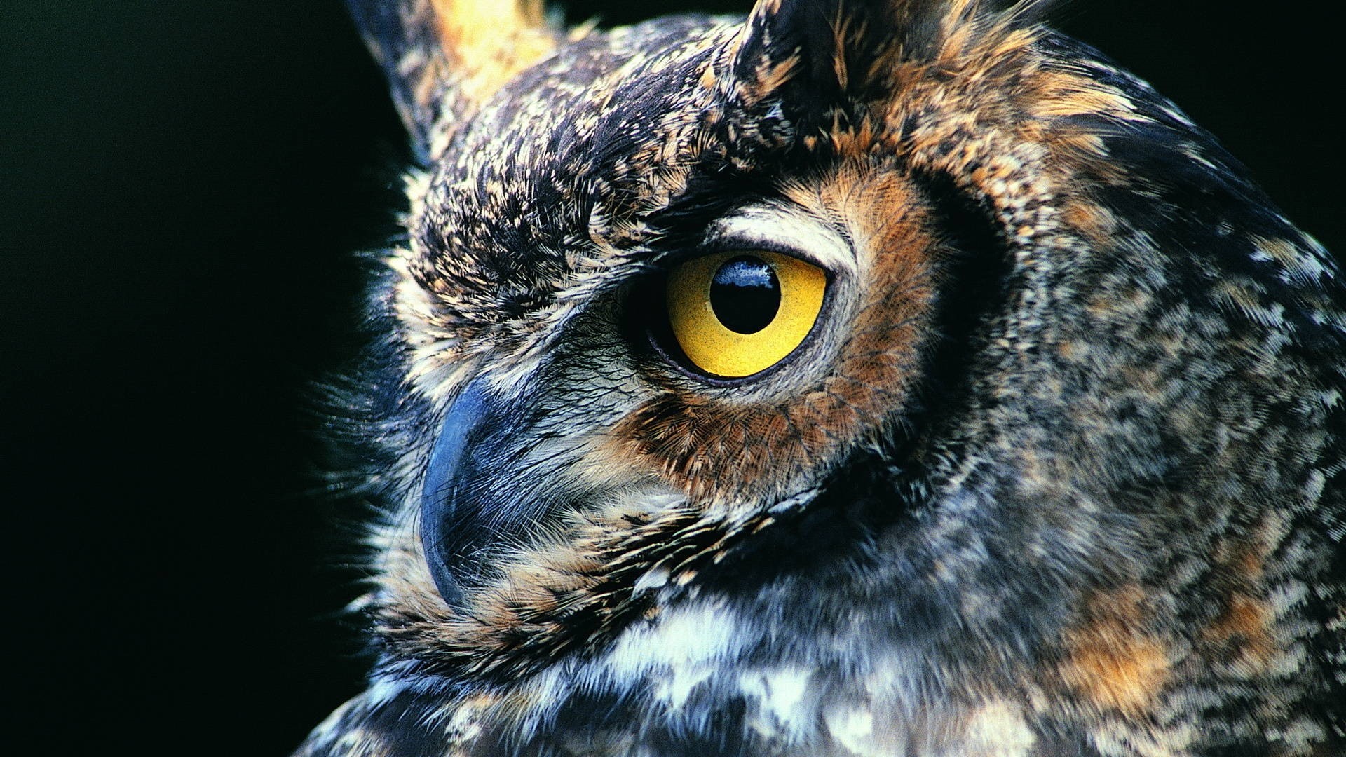 Cool Owl Wallpapers