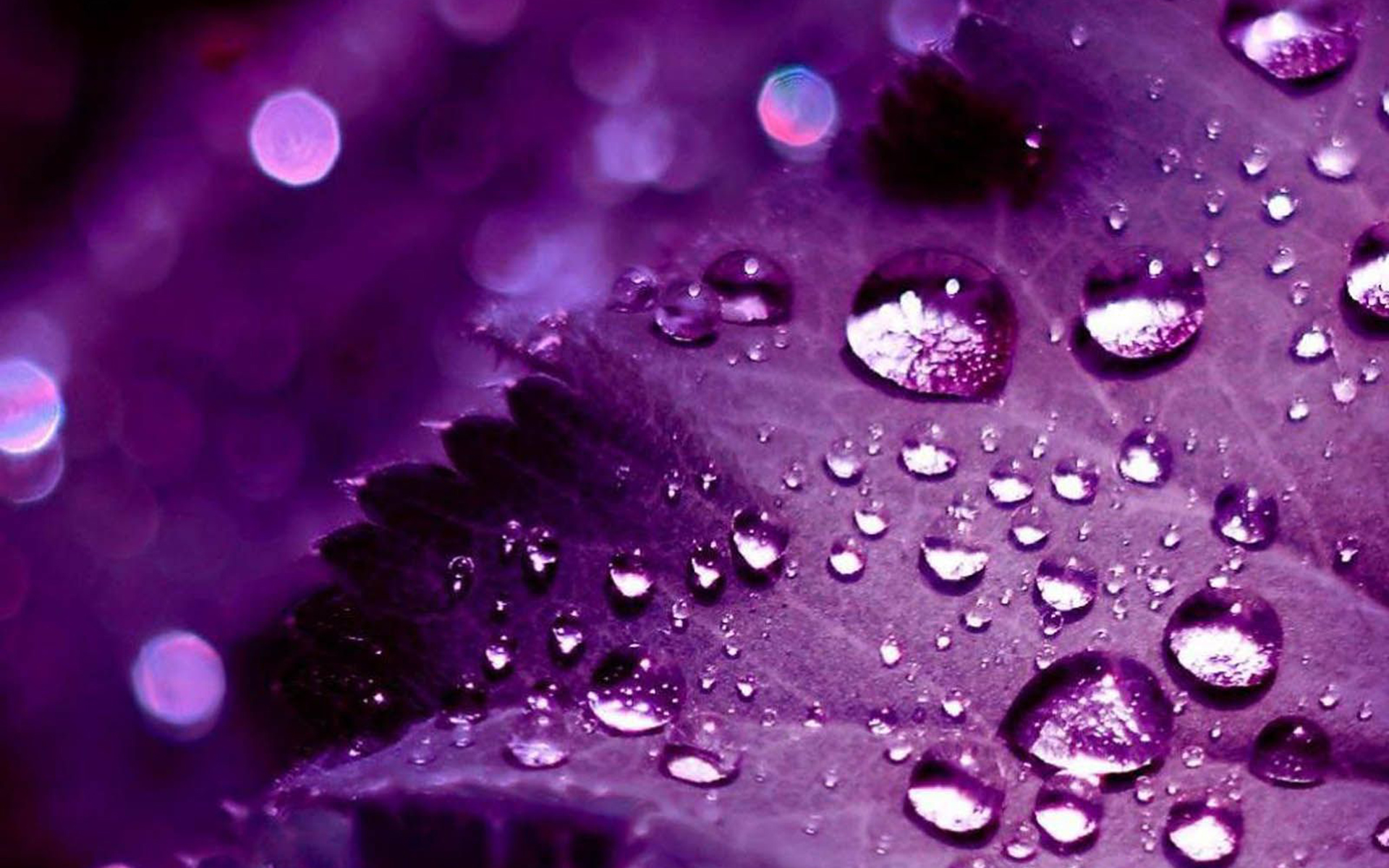 Cool Purple  Wallpapers