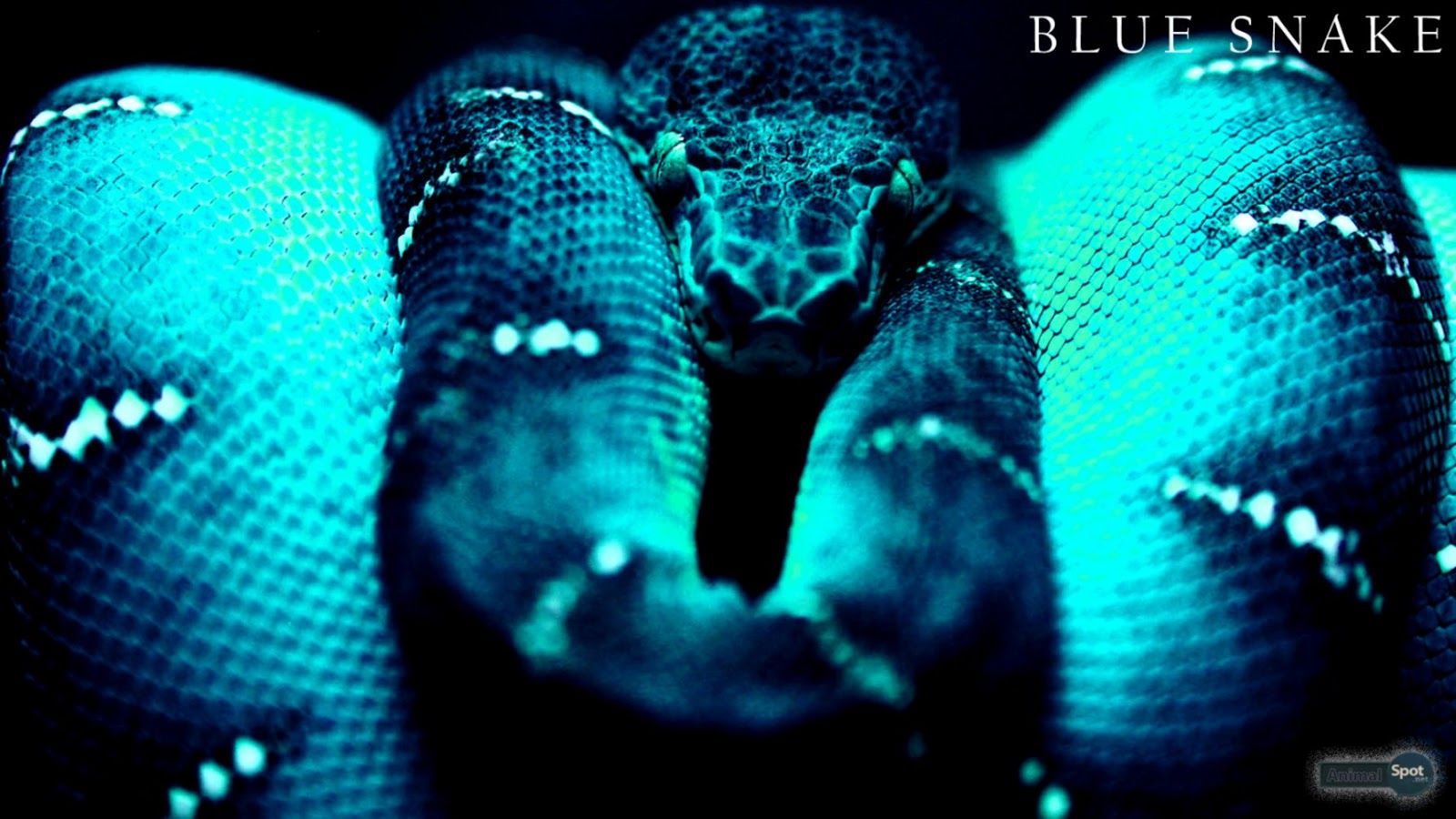 Cool SnakeWallpapers