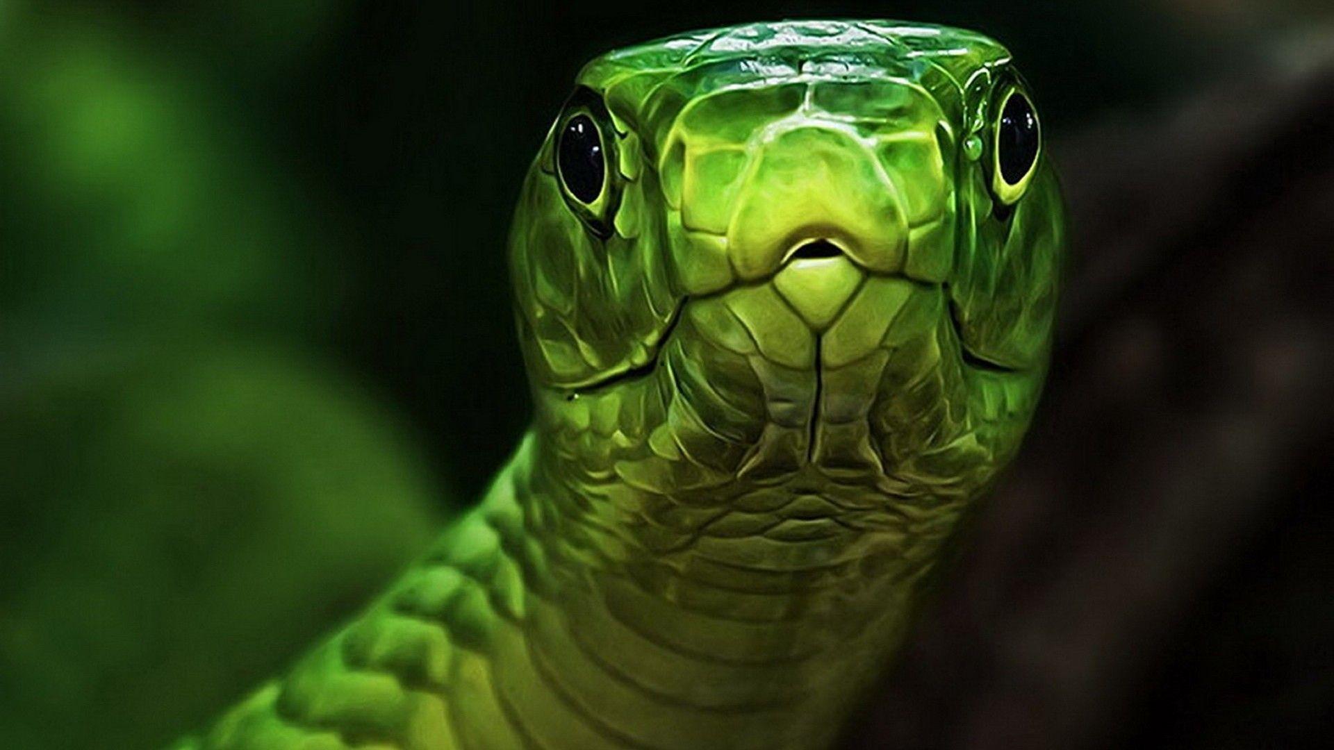 Cool SnakeWallpapers