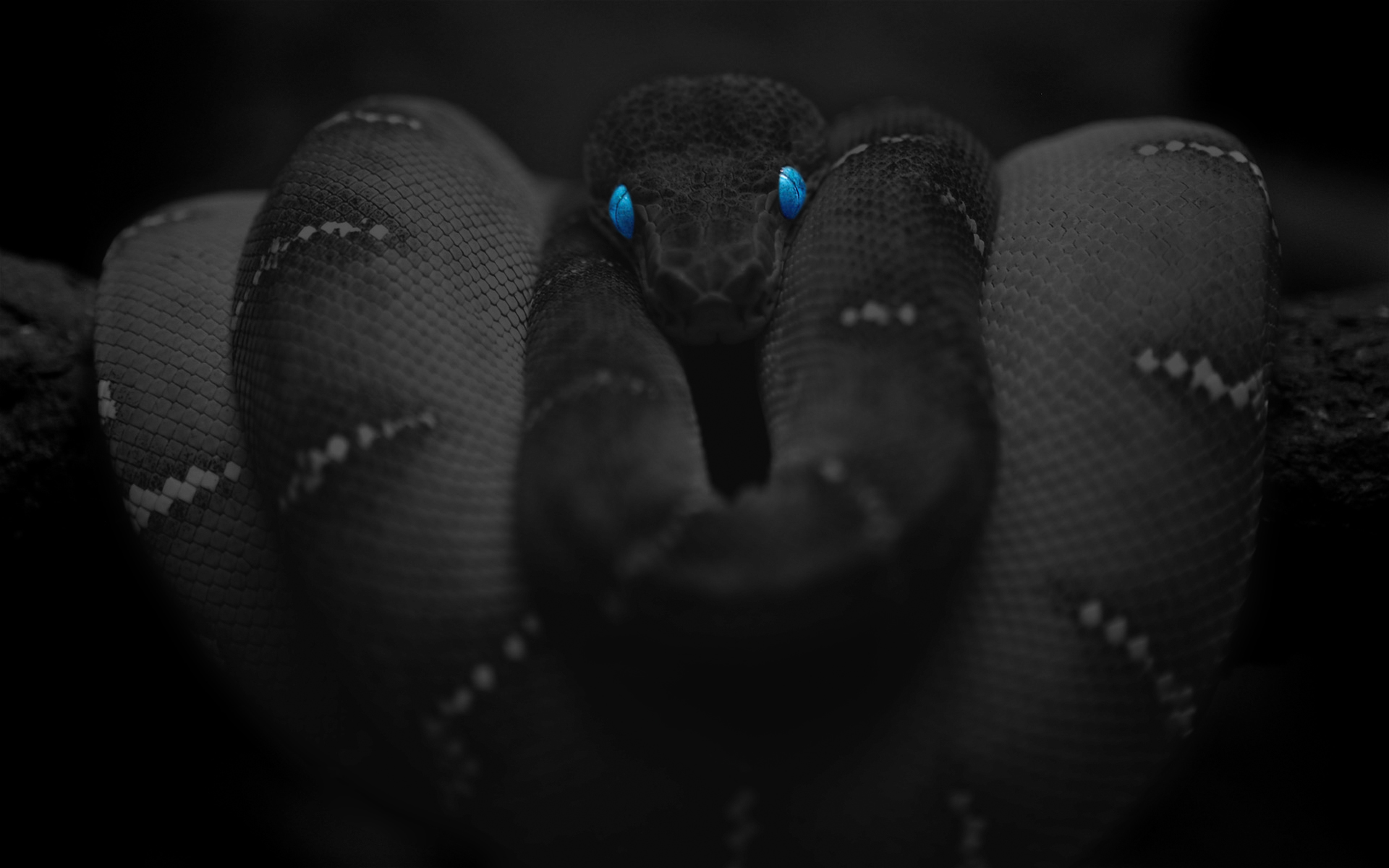 Cool SnakeWallpapers