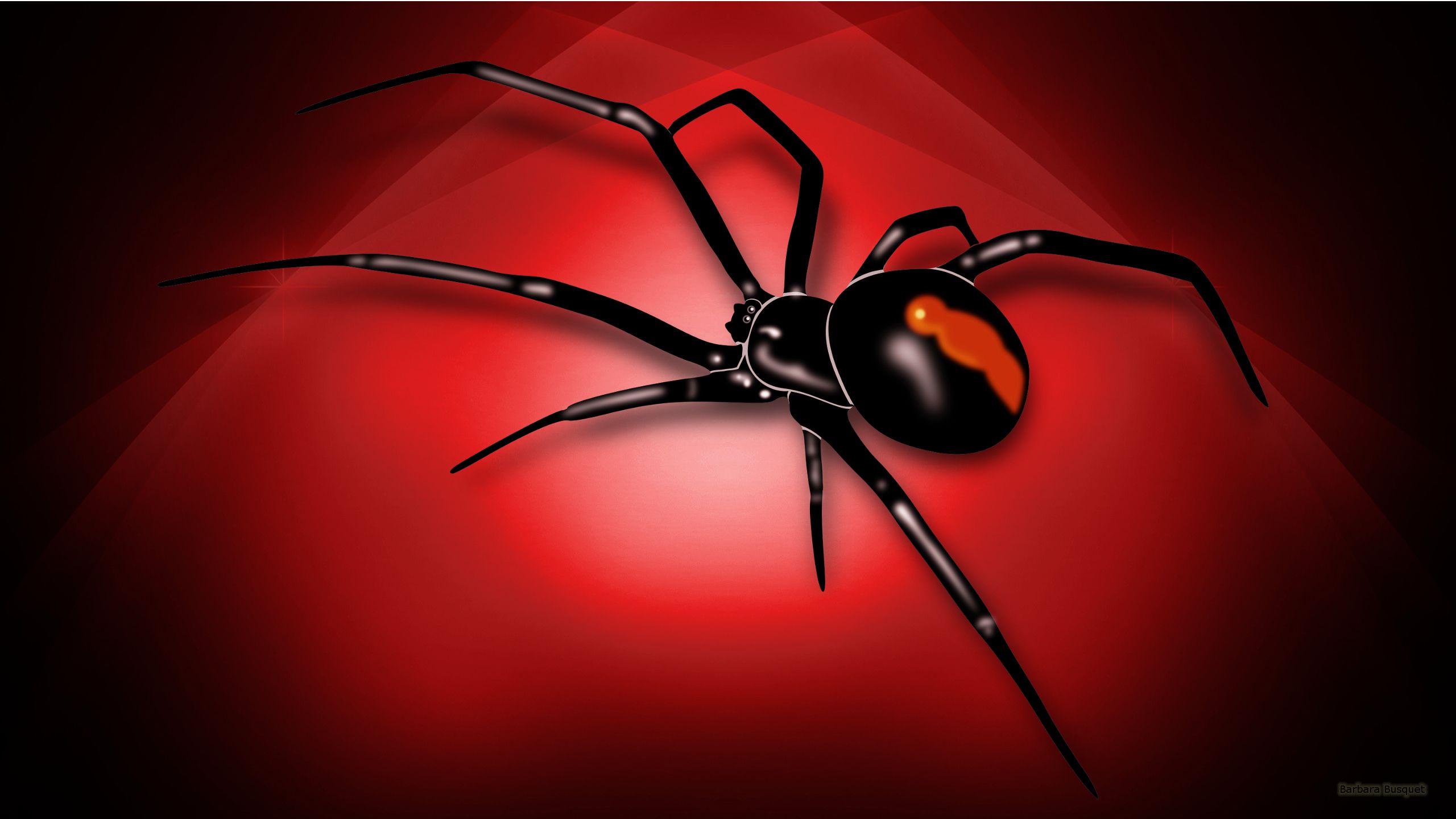 Cool SpiderWallpapers