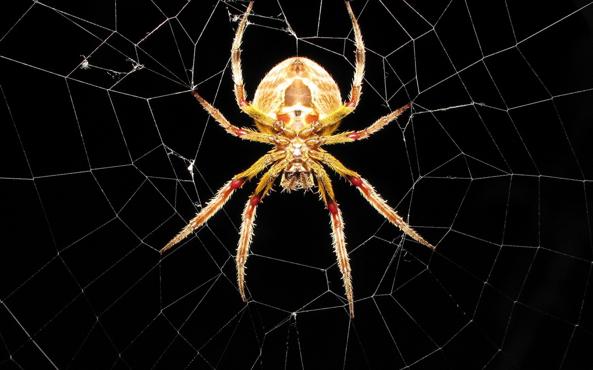 Cool SpiderWallpapers