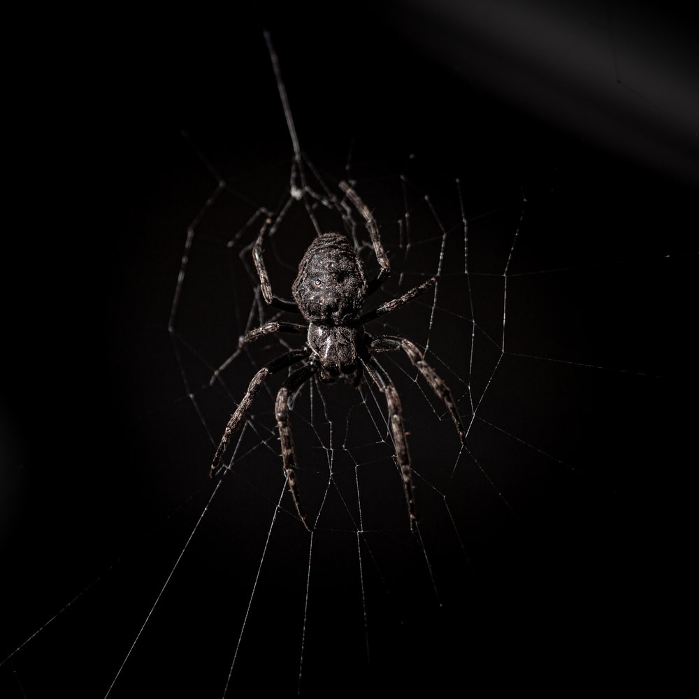 Cool SpiderWallpapers