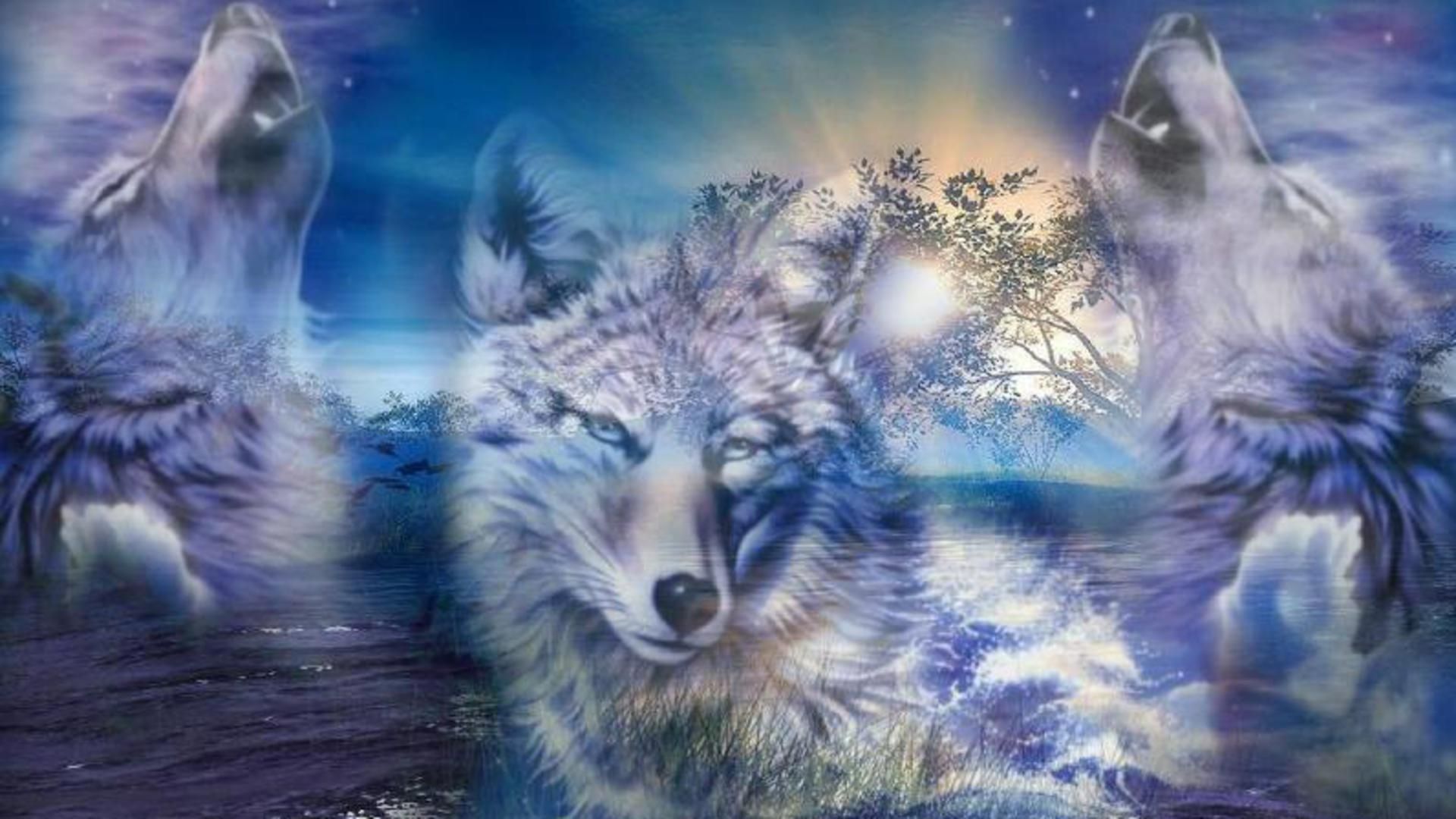 Cool Wolf  Wallpapers