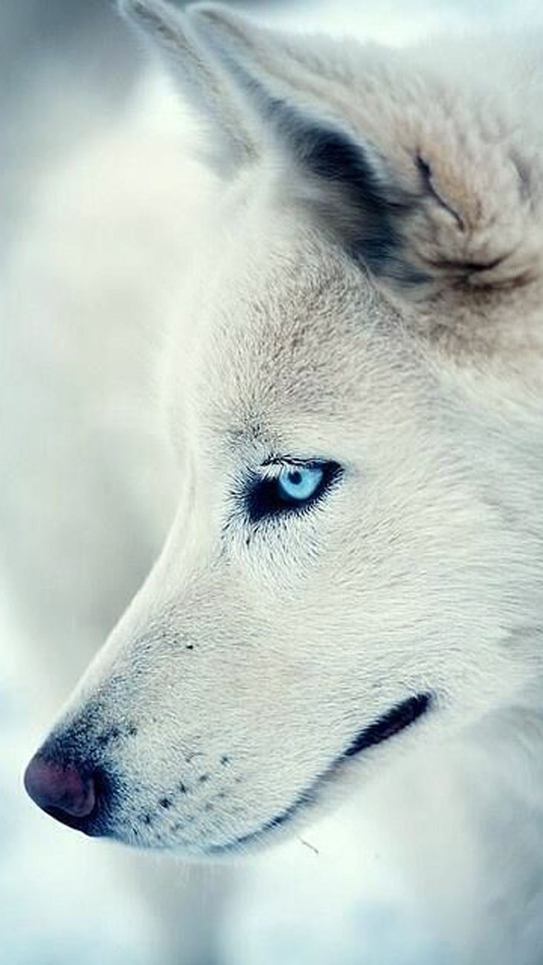 Cool Wolves IphoneWallpapers