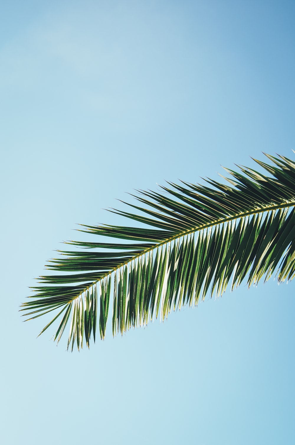 80S Palm Trees Wallpapers