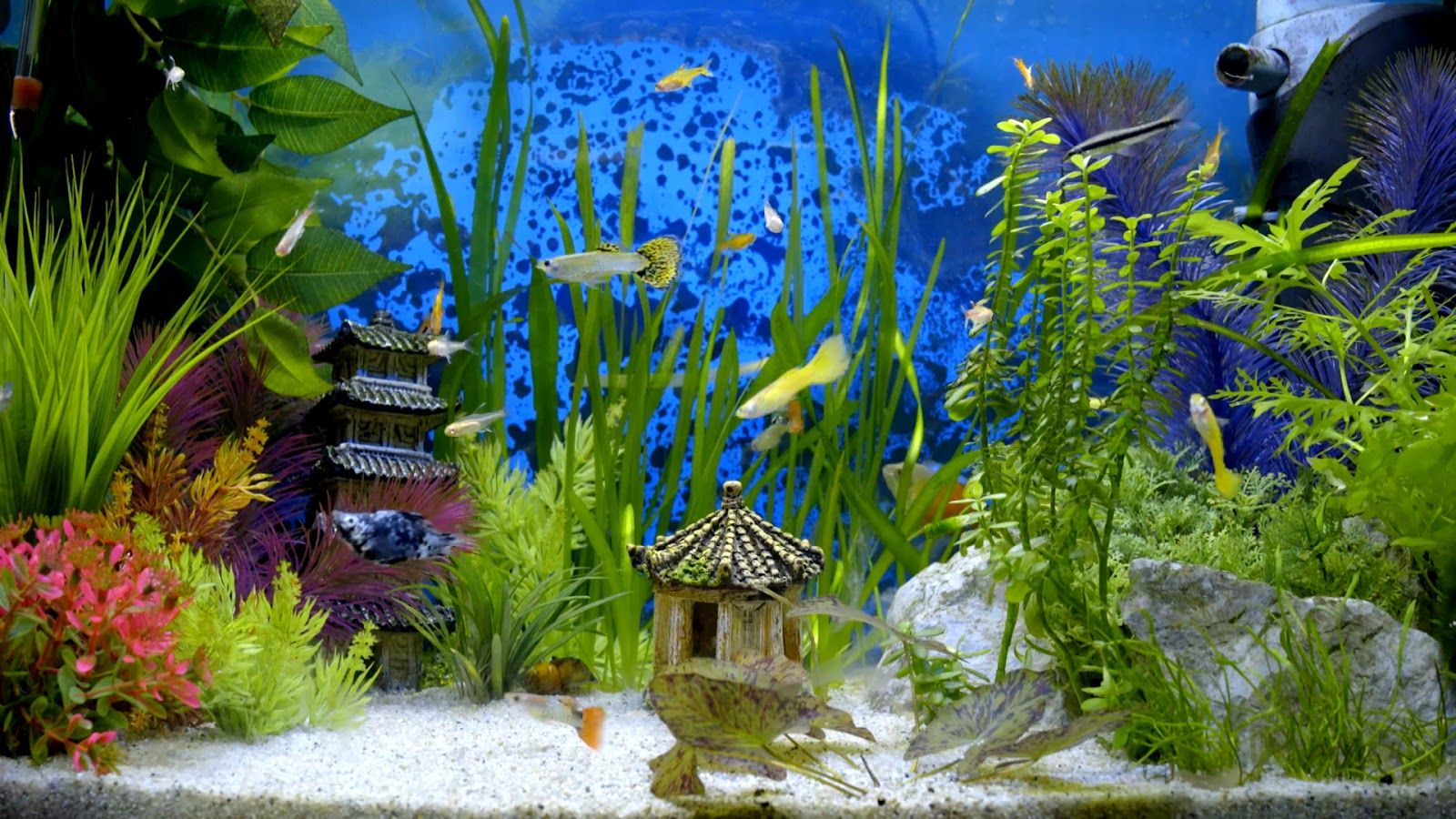 1600X900 Aquarium Wallpapers