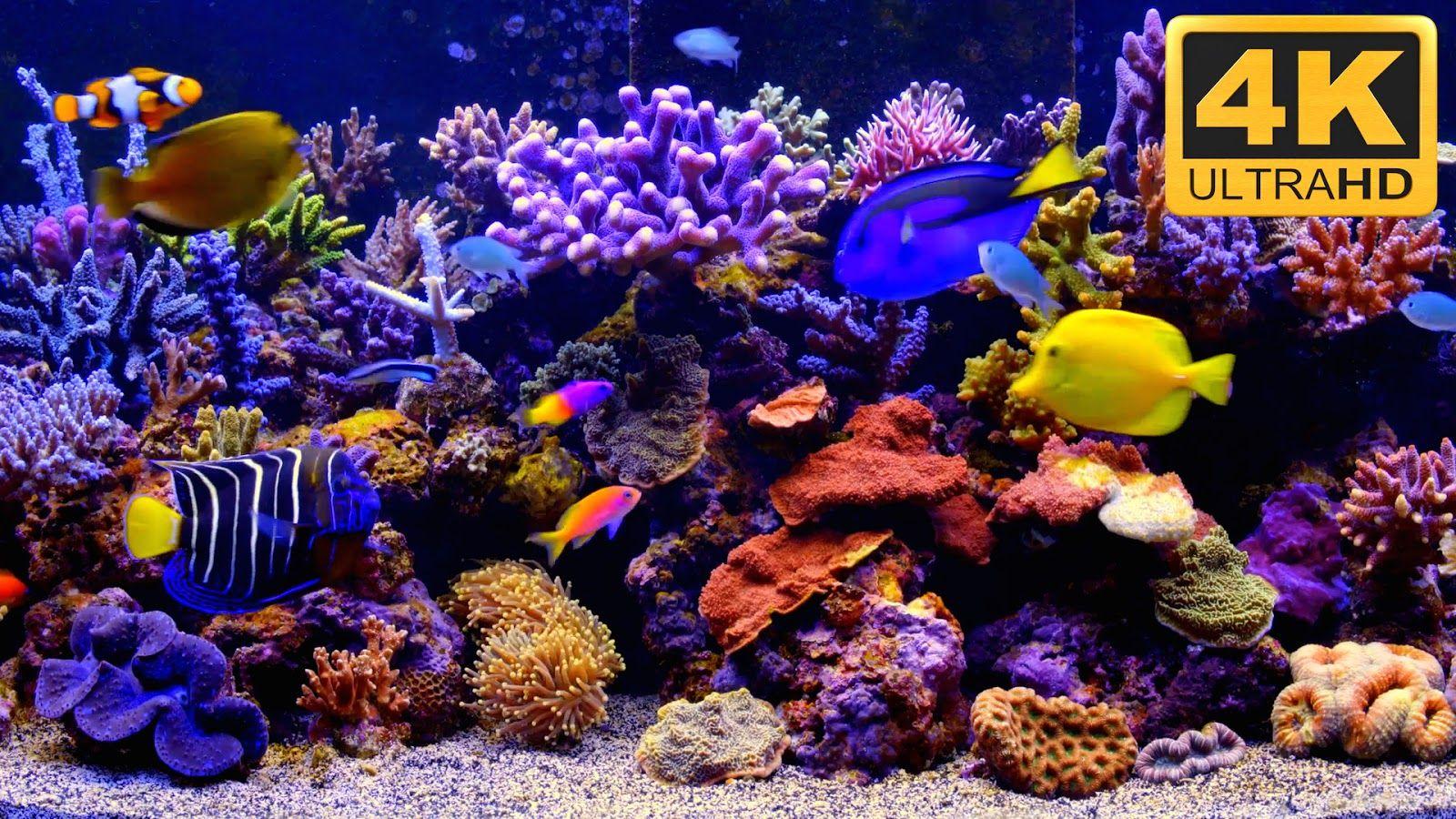 1600X900 Aquarium Wallpapers