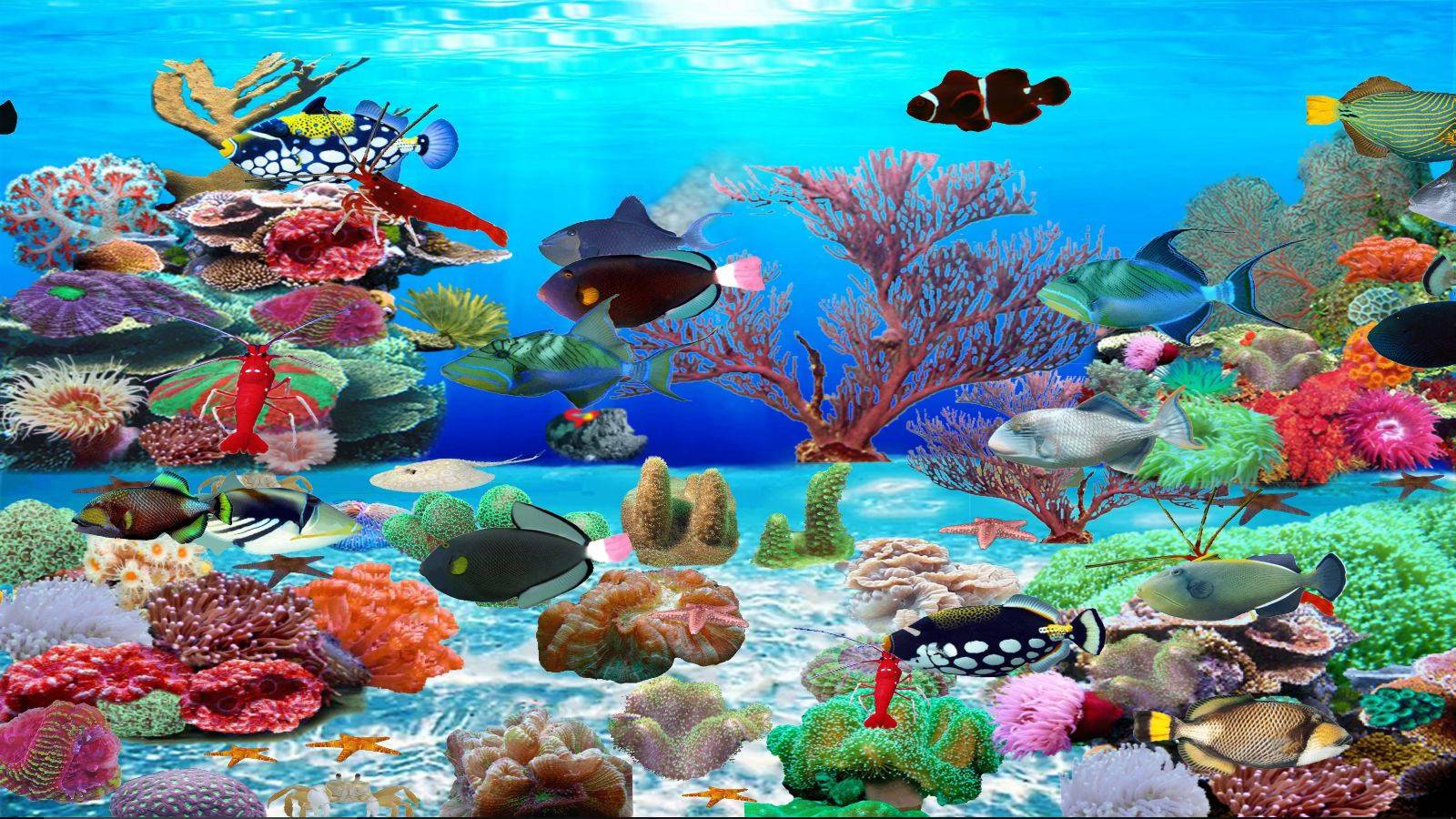 1600X900 Aquarium Wallpapers