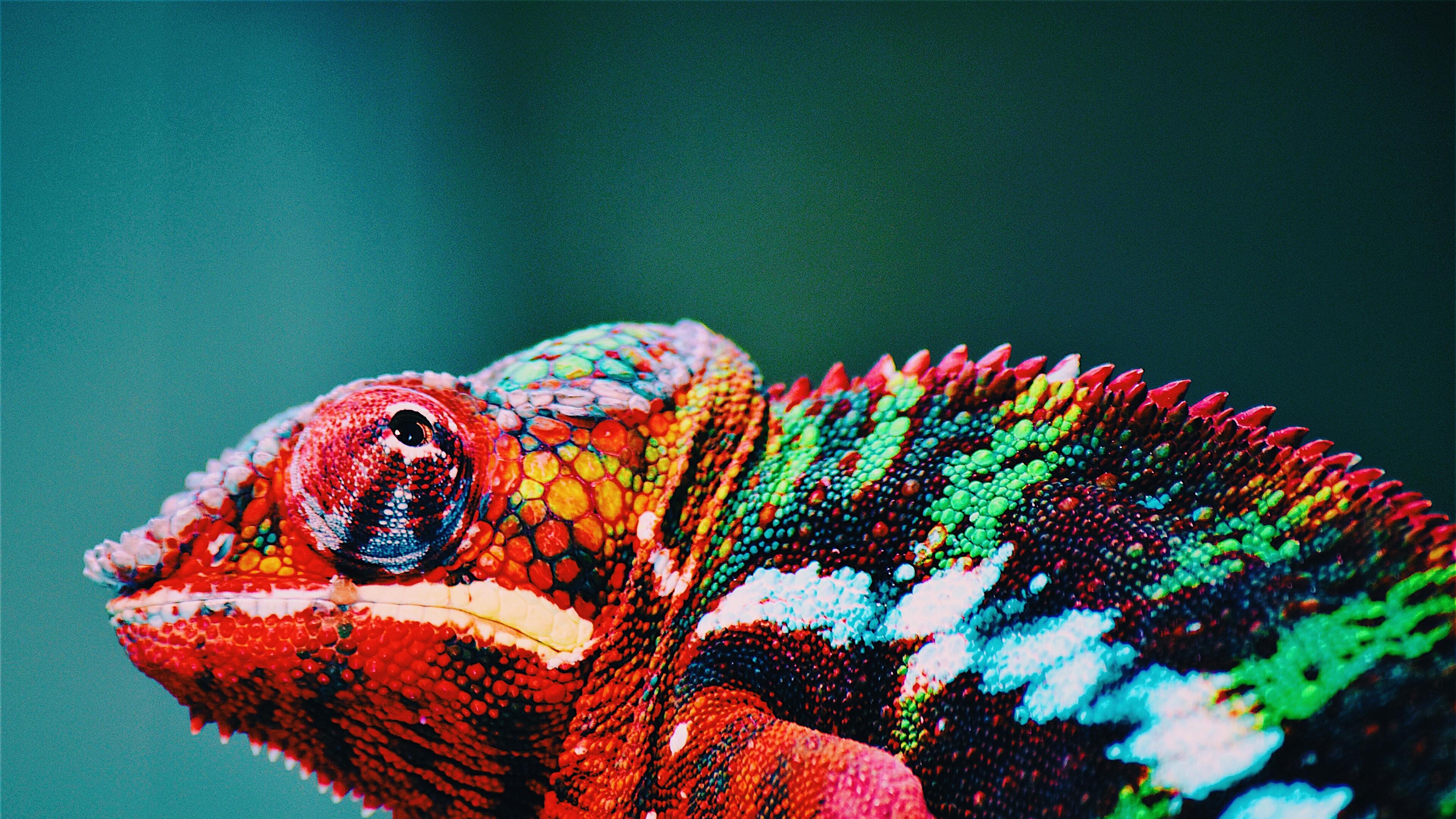 4K Chameleon Wallpapers