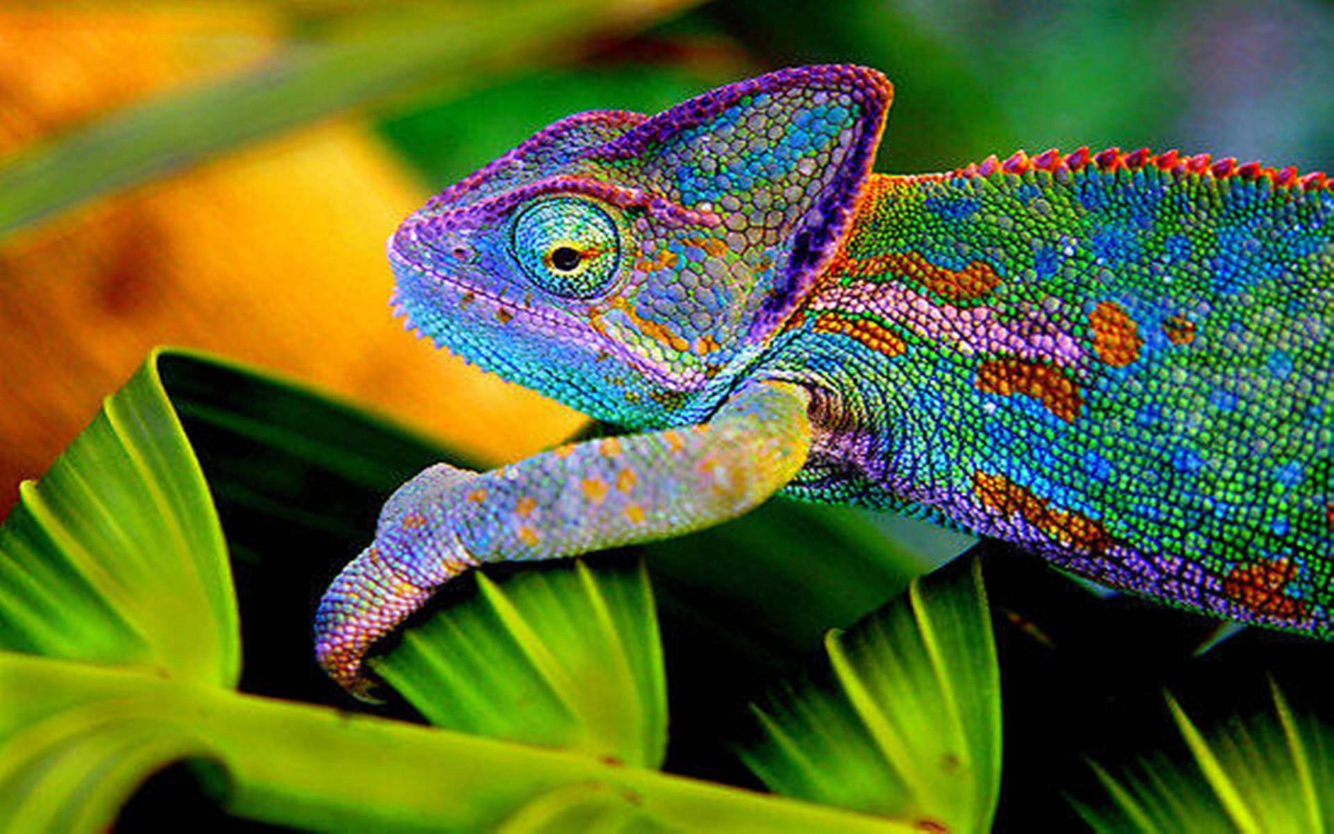 4K Chameleon Wallpapers