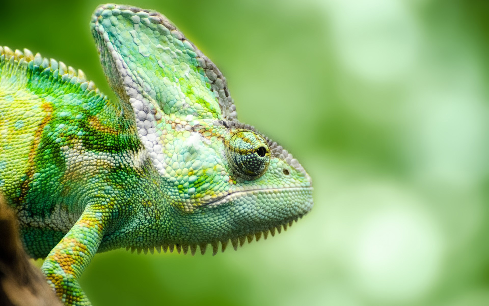 4K Chameleon Wallpapers