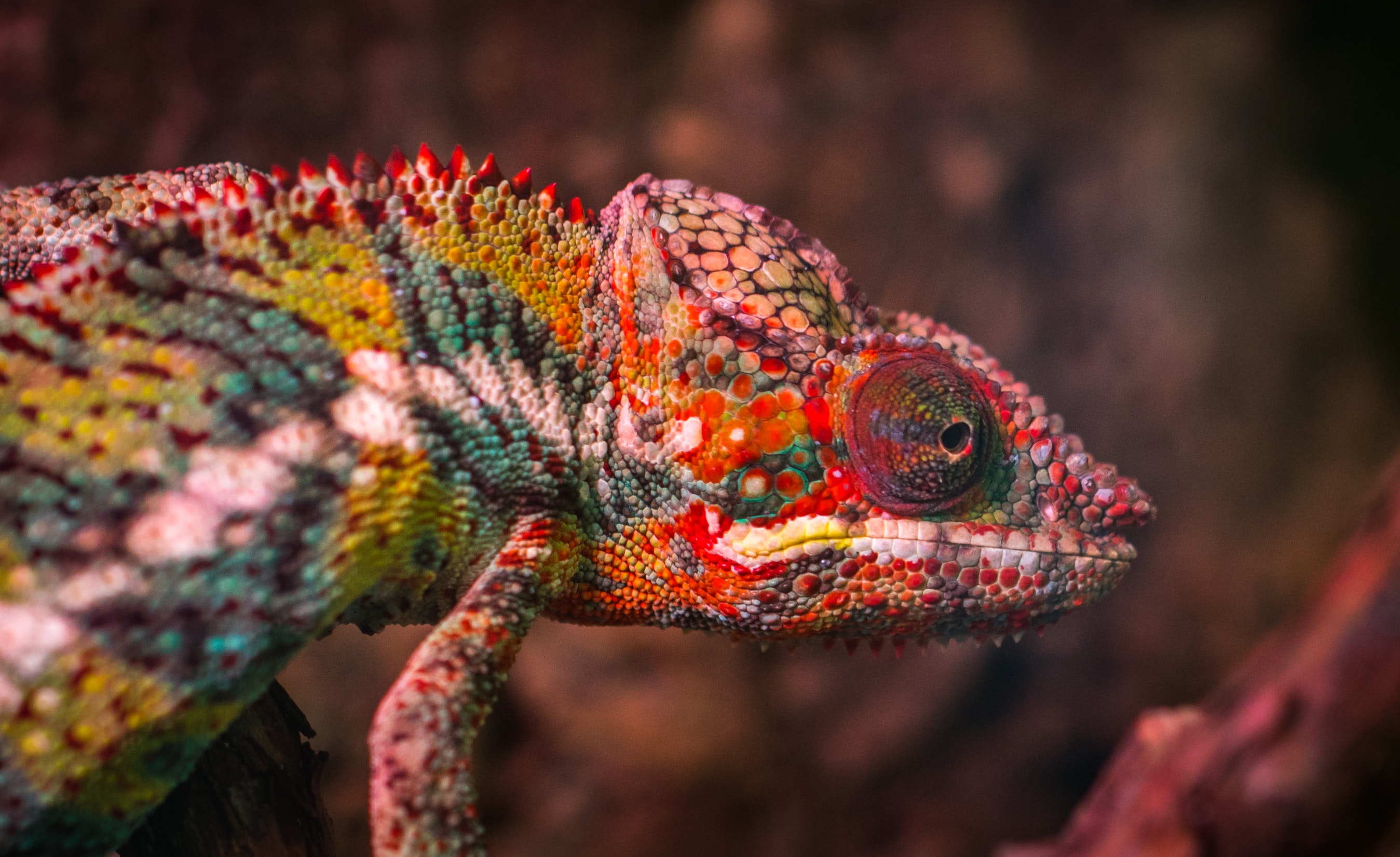 4K Chameleon Wallpapers