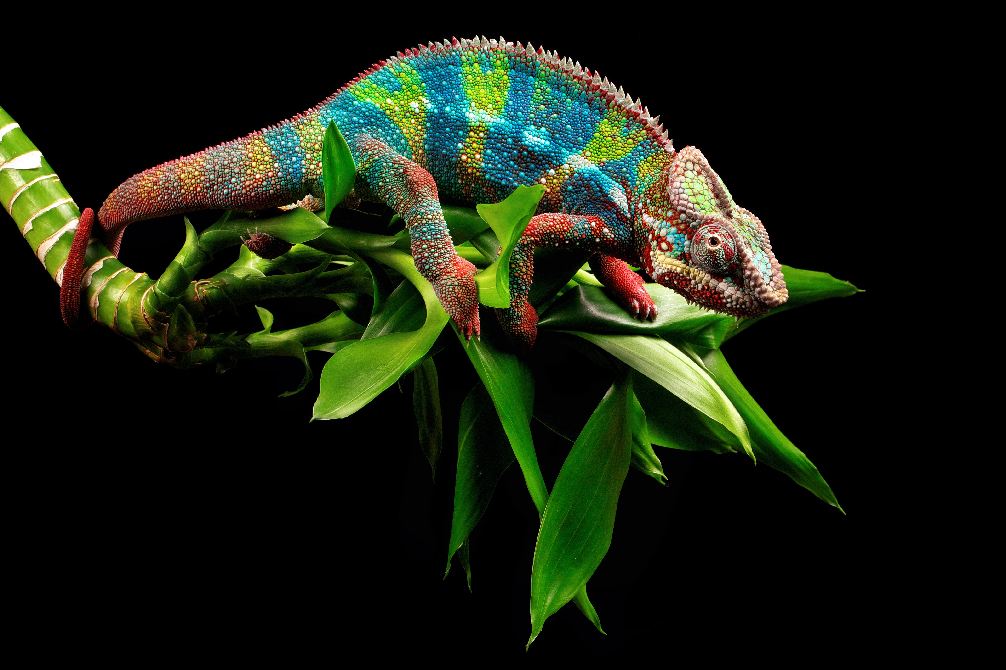 4K Chameleon Wallpapers