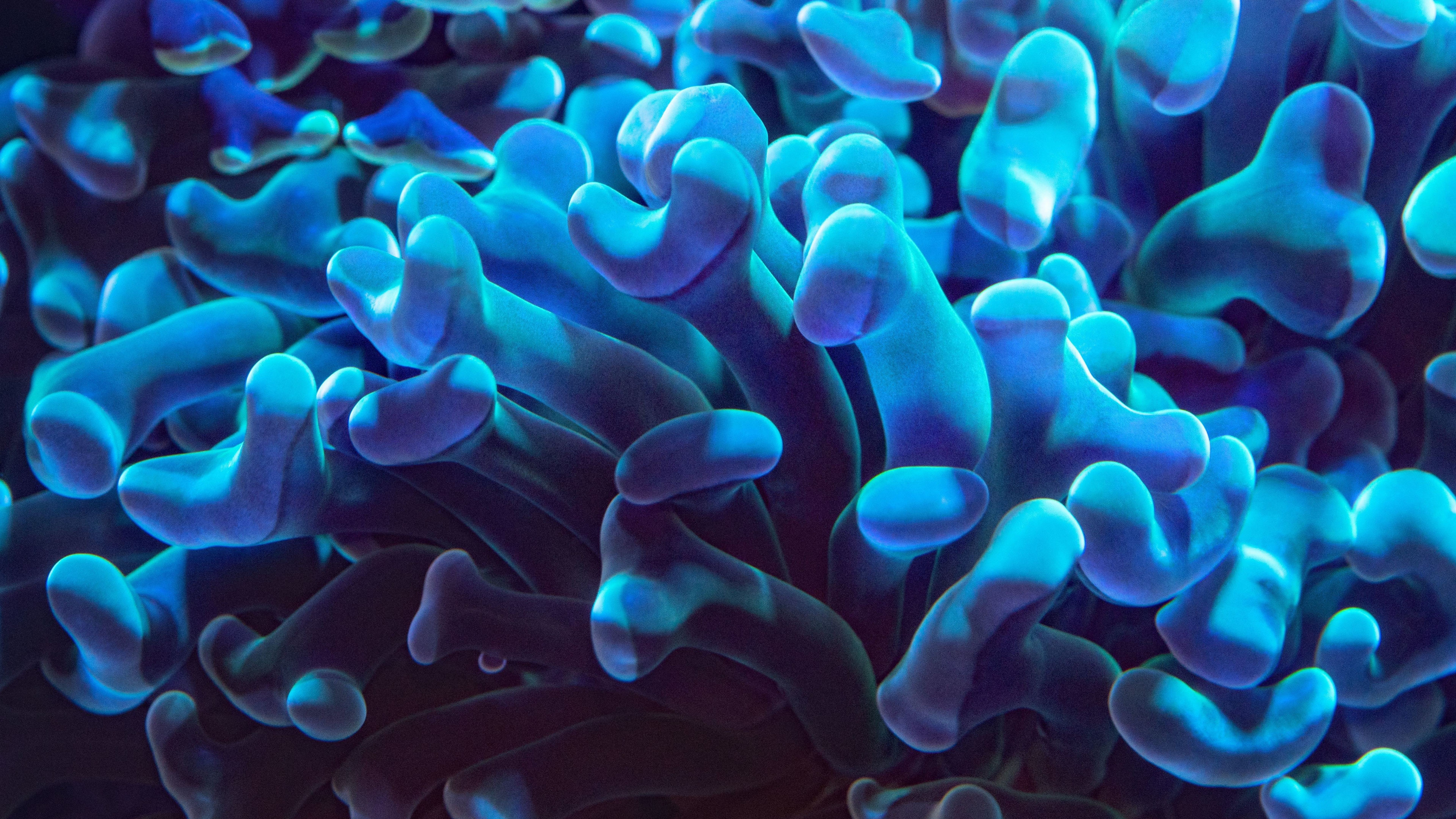 4K Coral Wallpapers