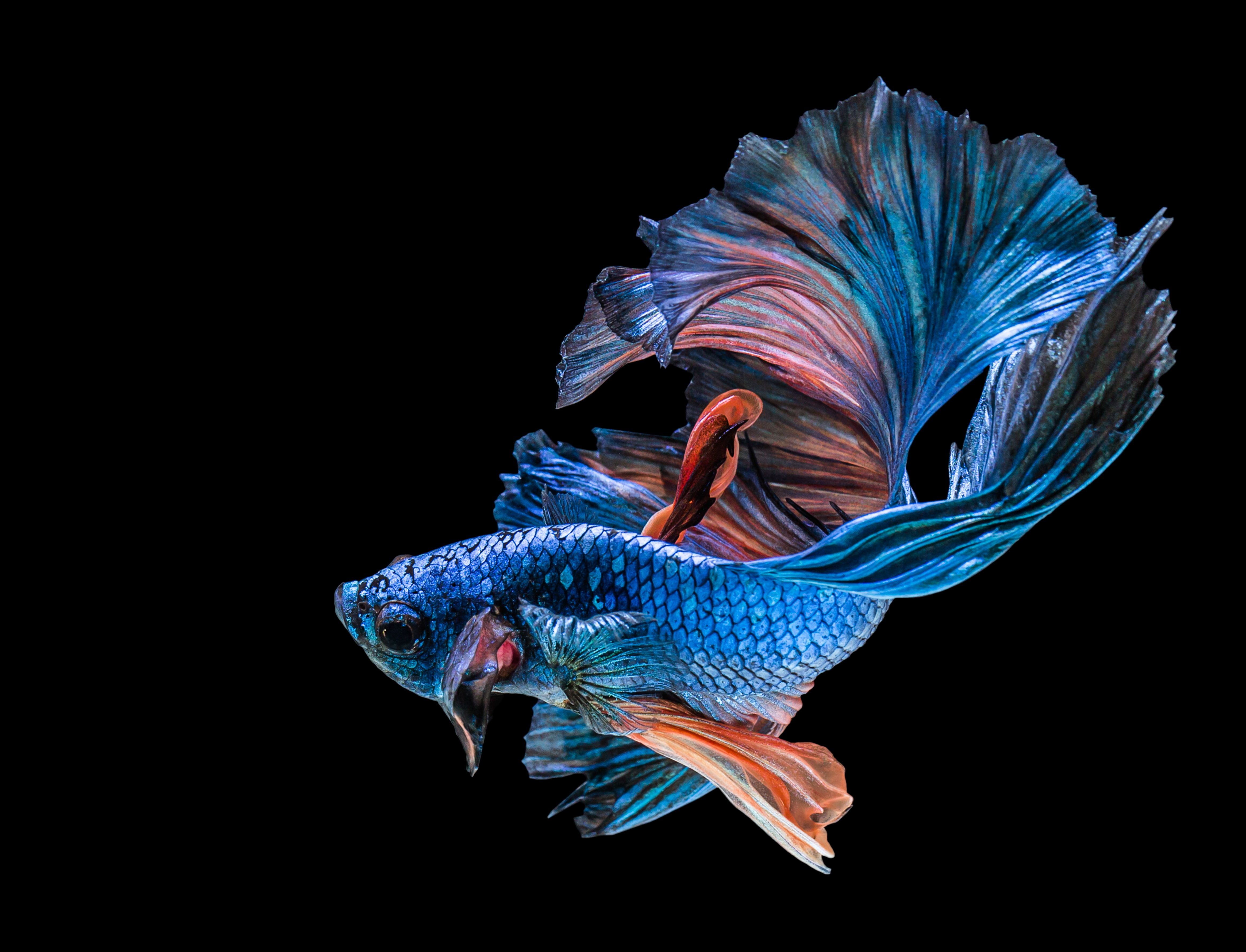 4K Fish Wallpapers