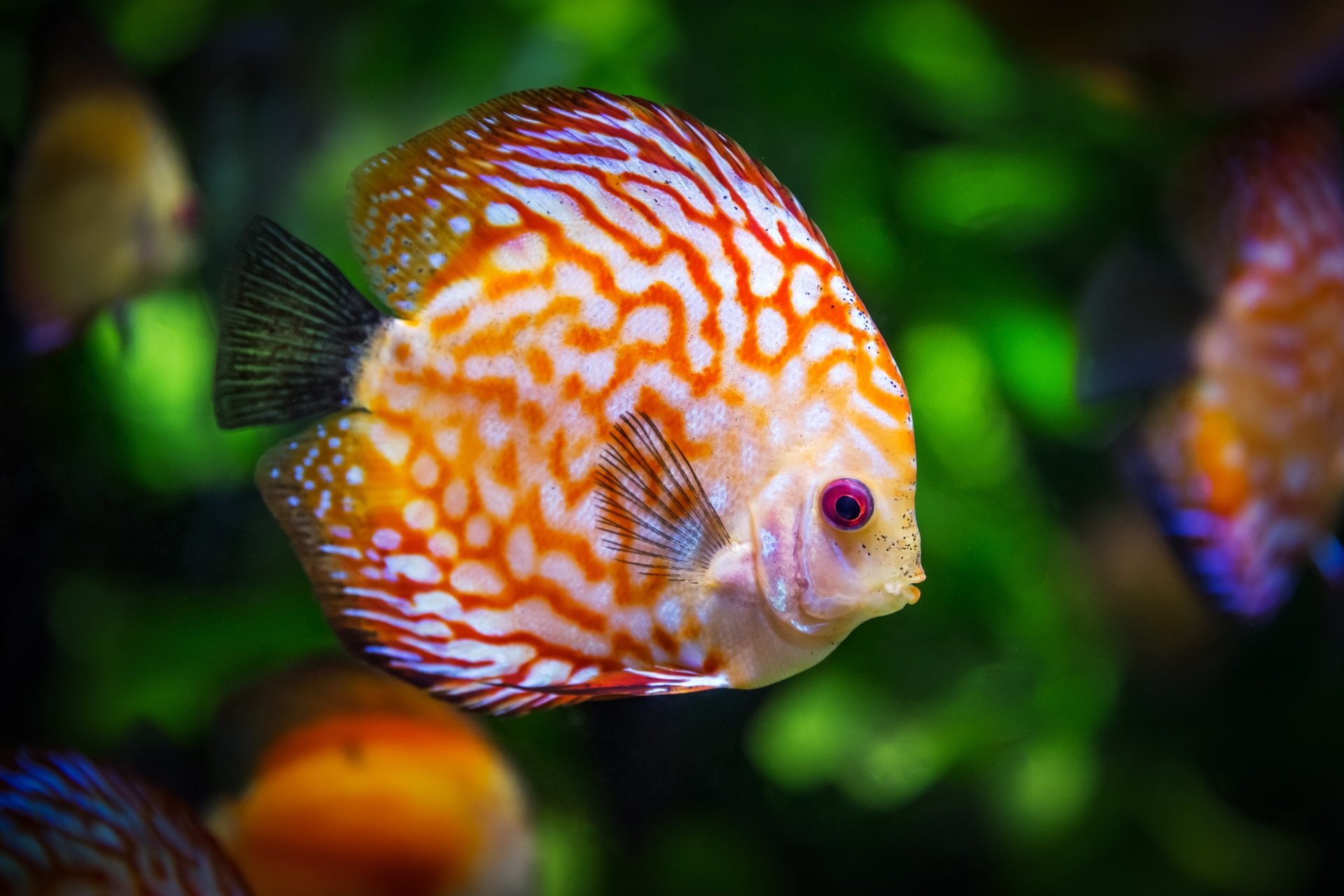 4K Fish Wallpapers