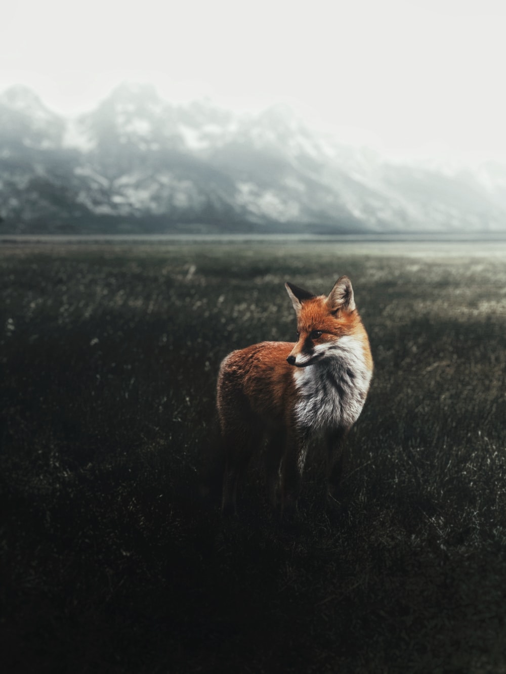 4K Fox Wallpapers