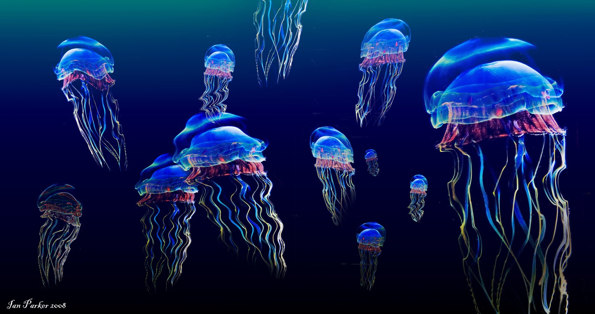 4K Jellyfish Wallpapers