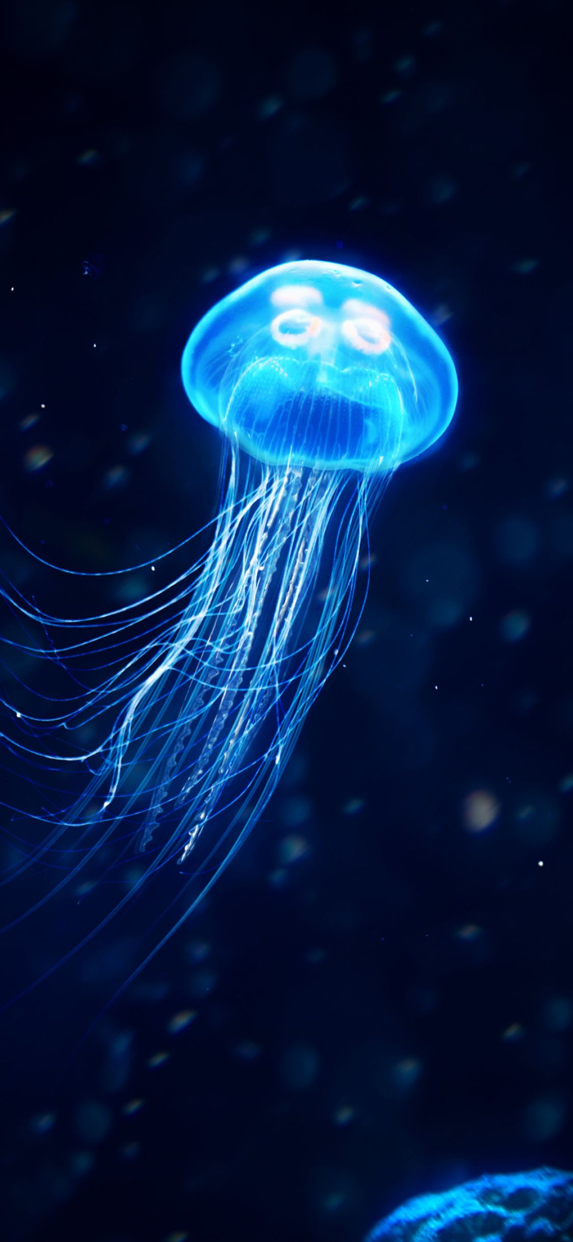 4K Jellyfish Wallpapers