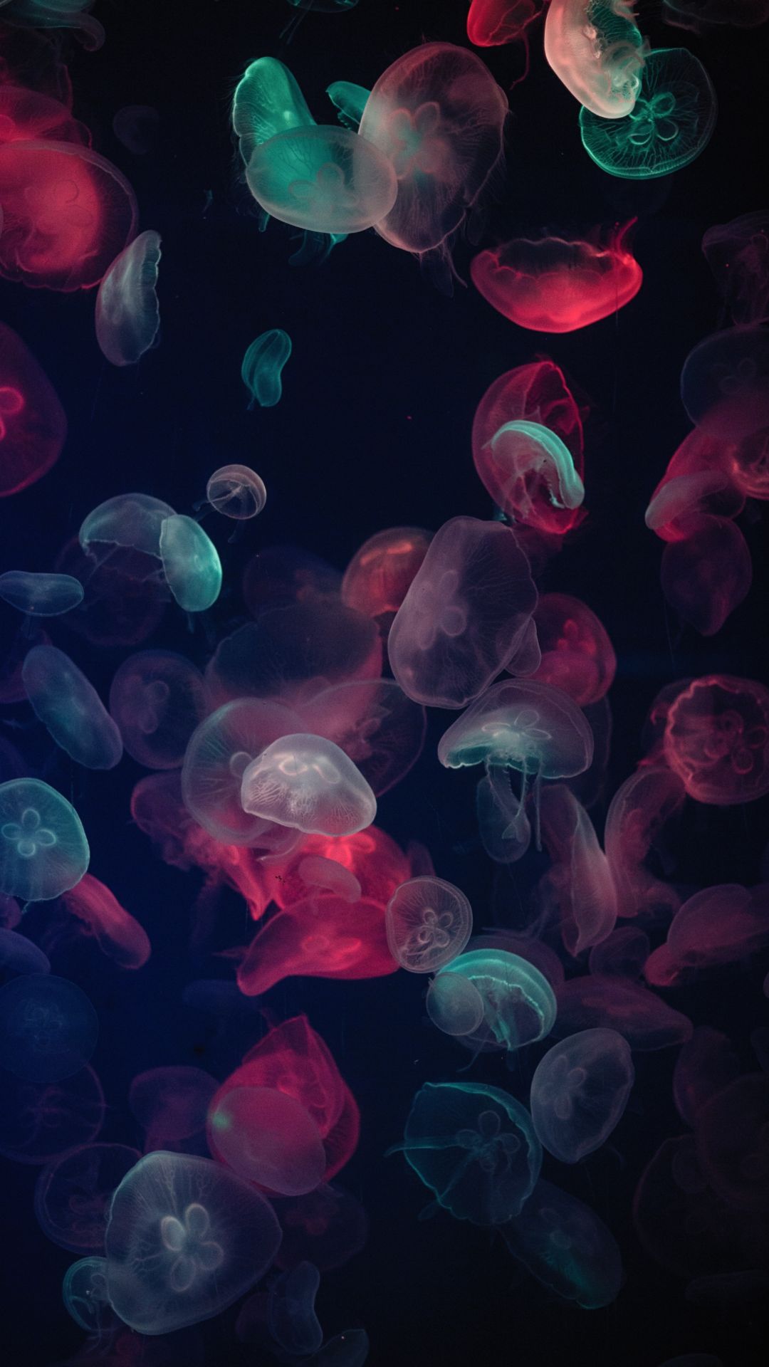 4K Jellyfish Wallpapers