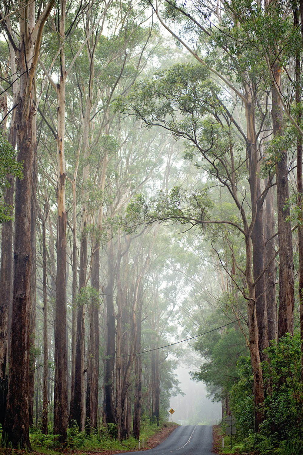 4K Phone Forest Wallpapers