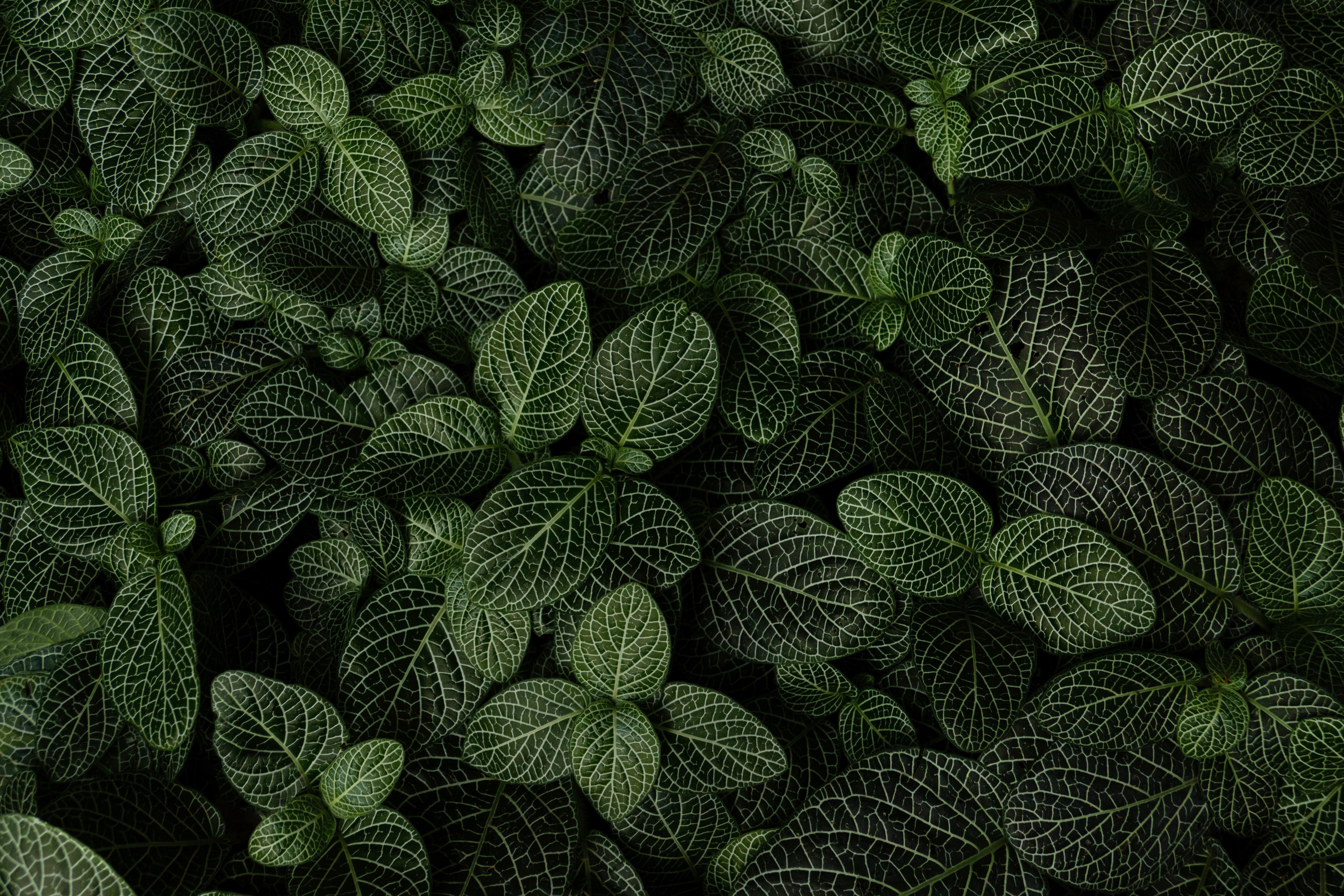 4K Plant Wallpapers