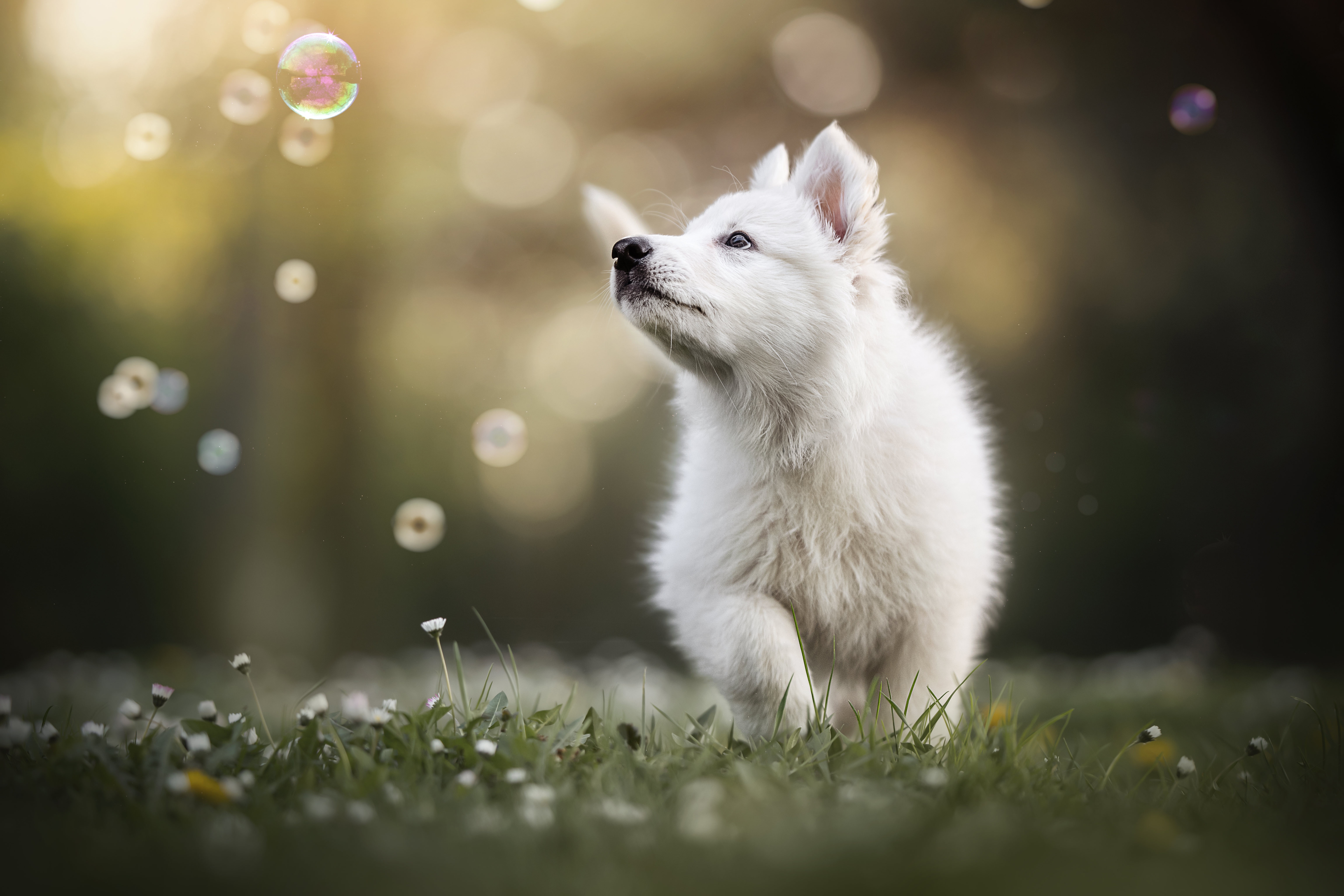 4K Puppy Wallpapers