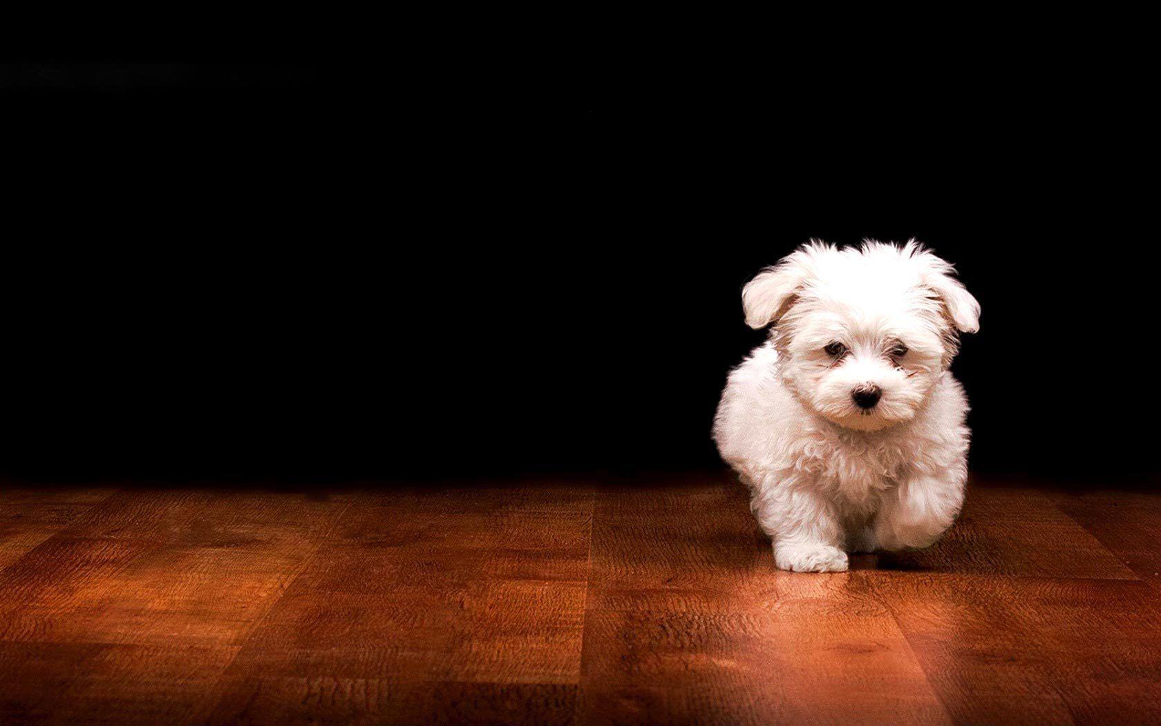 4K Puppy Wallpapers