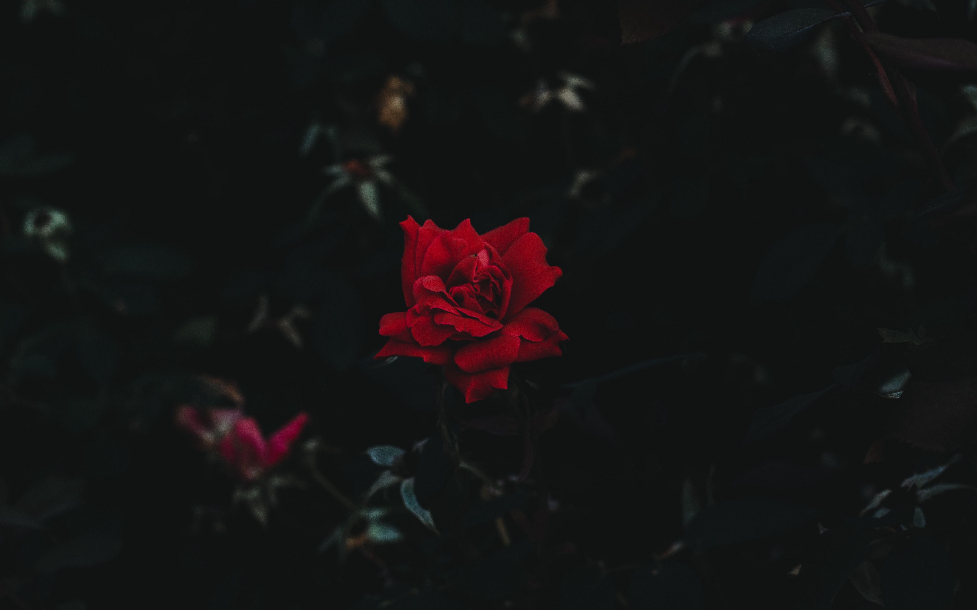 4K Rose Wallpapers