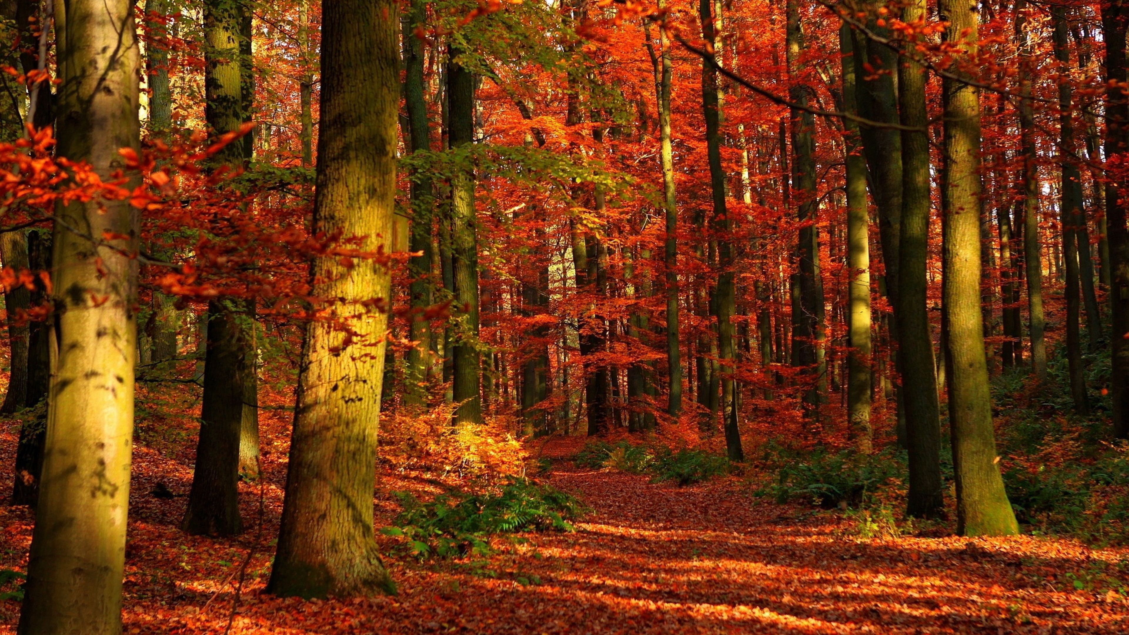 4K Ultra Hd Autumn Wallpapers