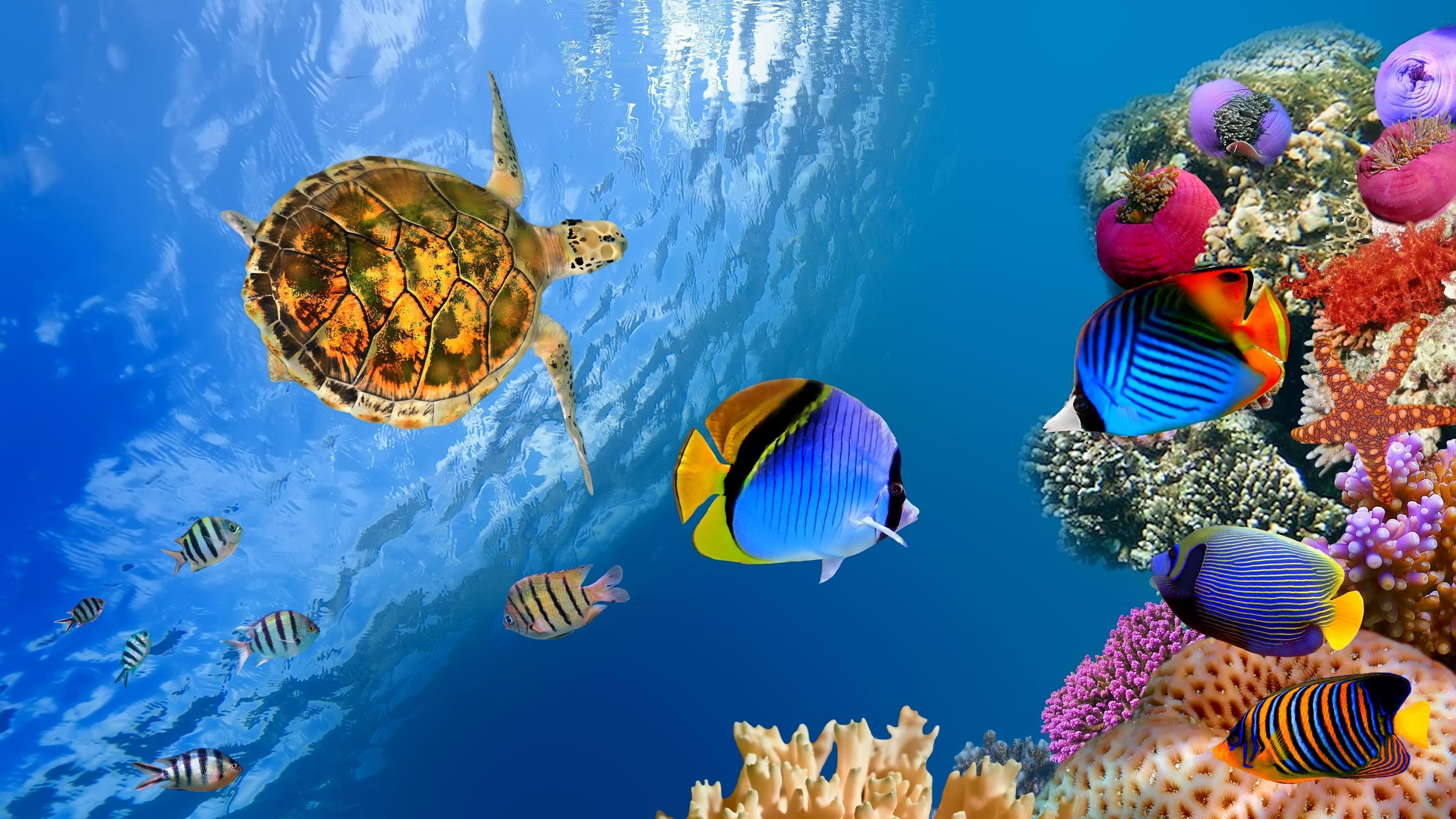 4K Ultra Hd Fish Wallpapers