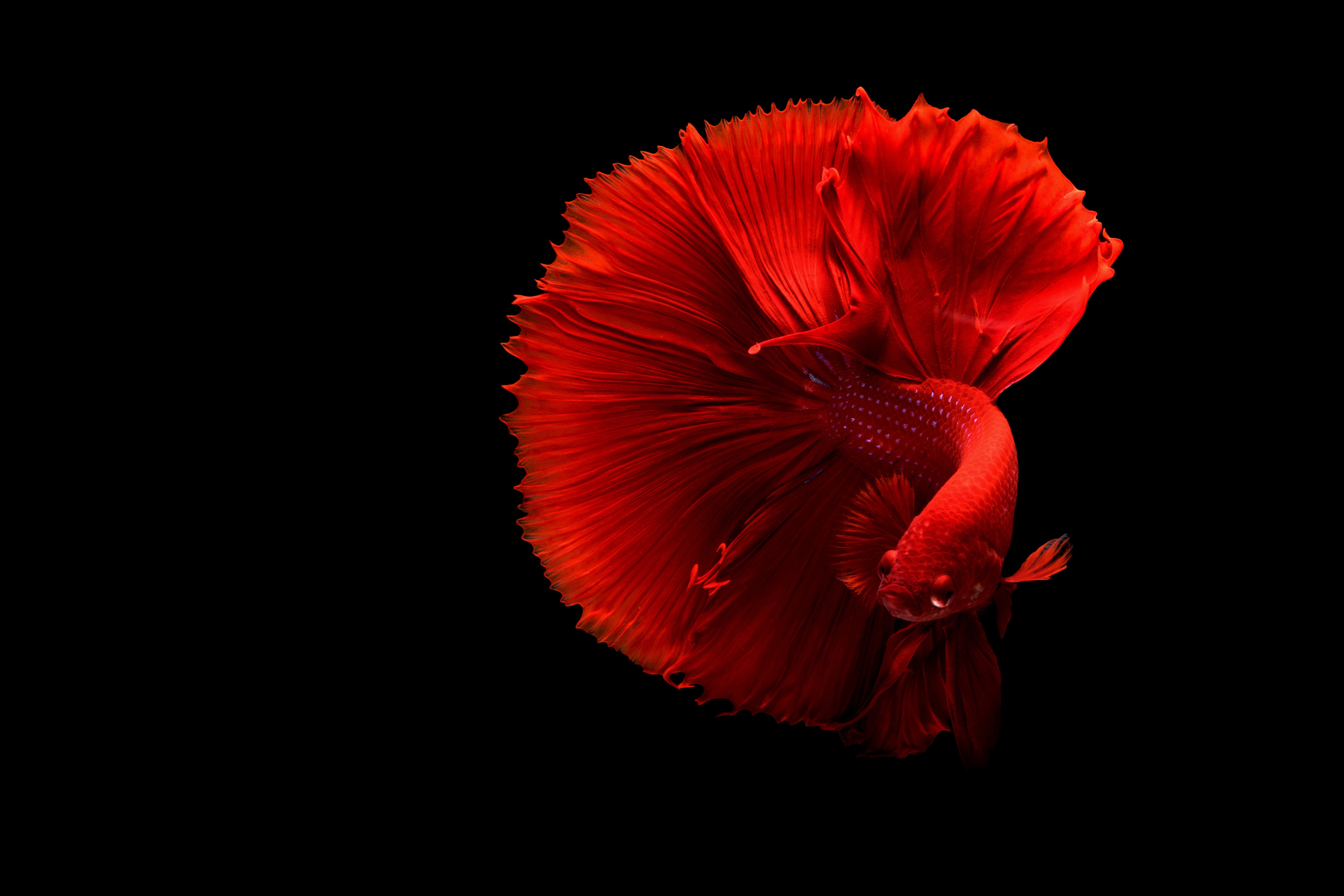 4K Ultra Hd Fish Wallpapers