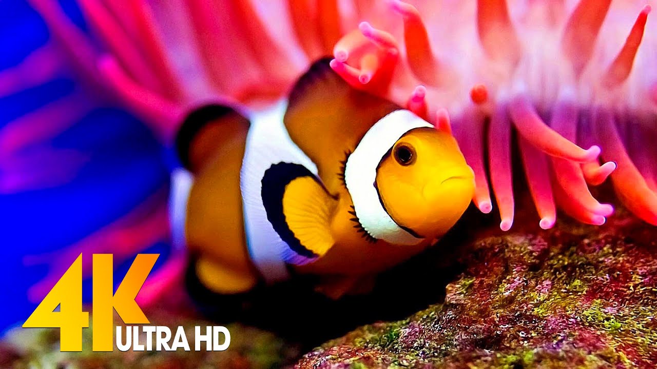 4K Ultra Hd Fish Wallpapers